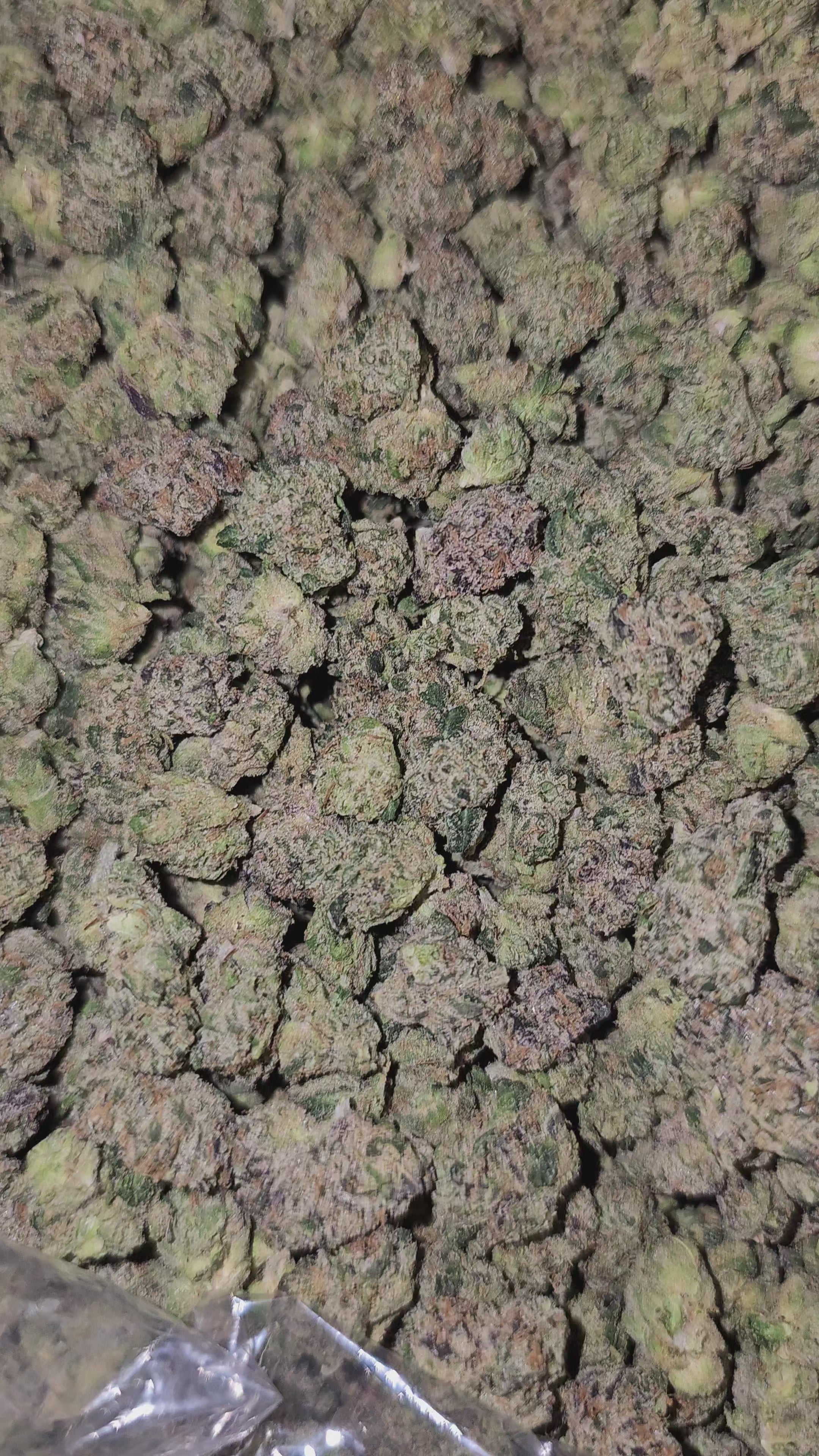 Lemon Cherry Gelato | Medium Buds | First Cut Exotics | Flower | 33%
