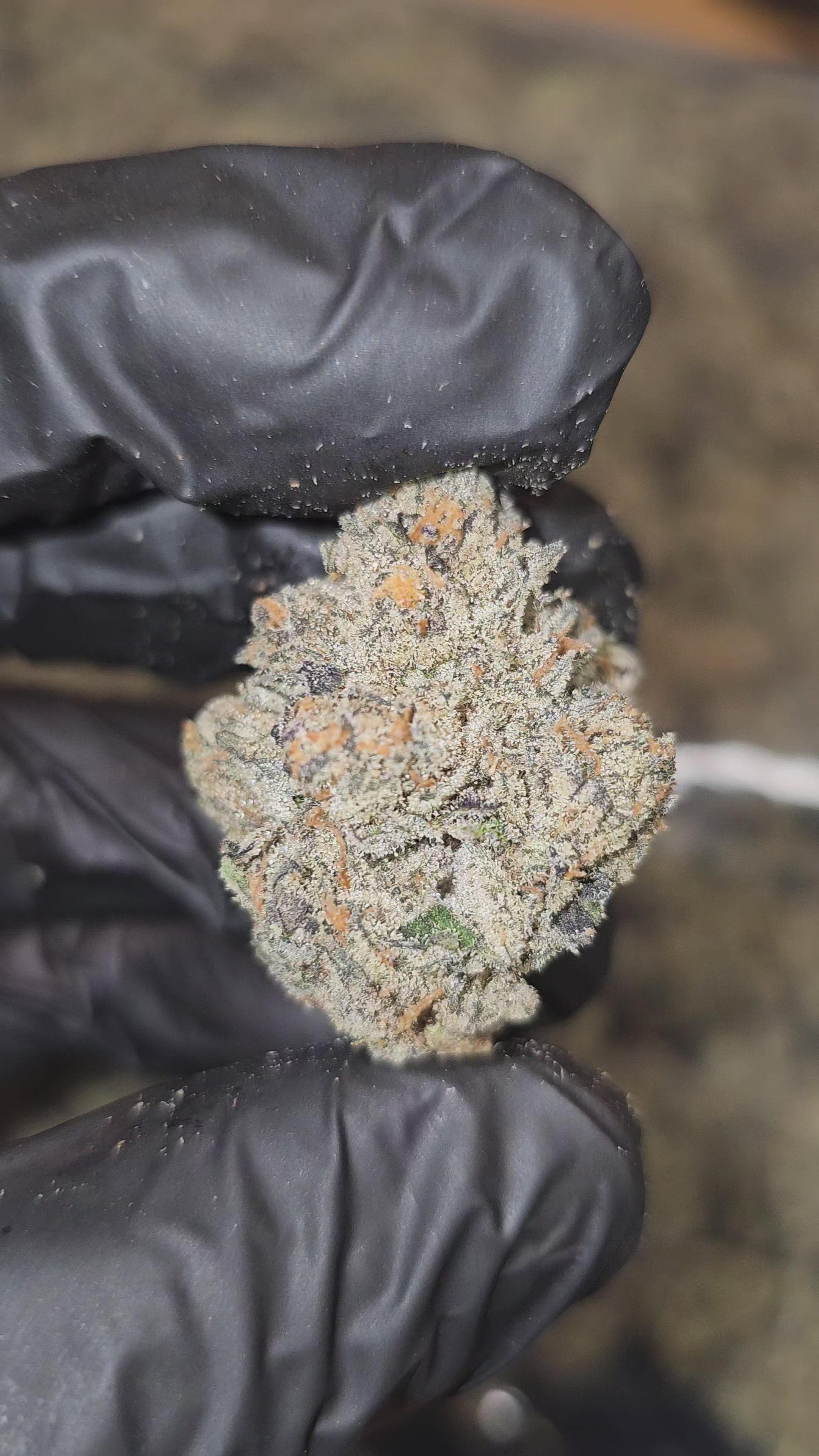 Freakshow F8 | First Cut Exotics | Flower