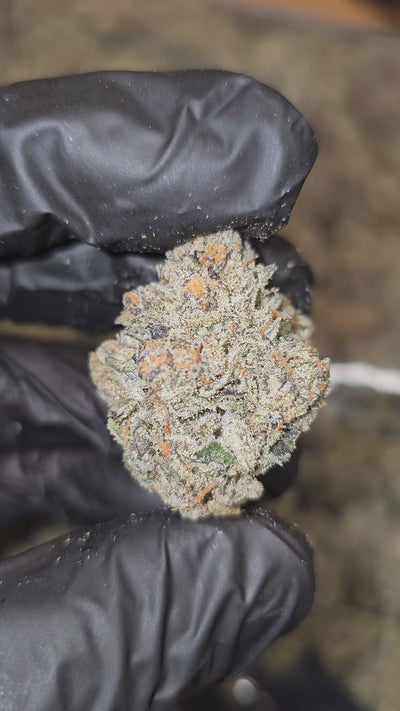 Freakshow F8 | First Cut Exotics | Flower