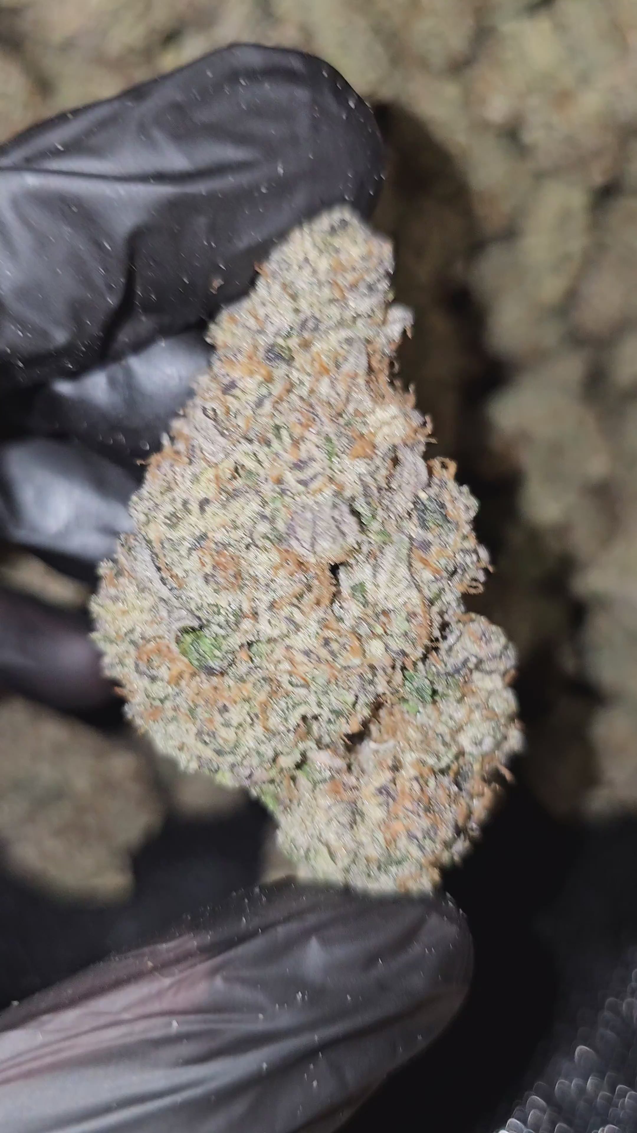 Bahama Berry | Boutique Exotics | 32% | Flower