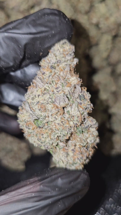 Bahama Berry | Boutique Exotics | 32% | Flower