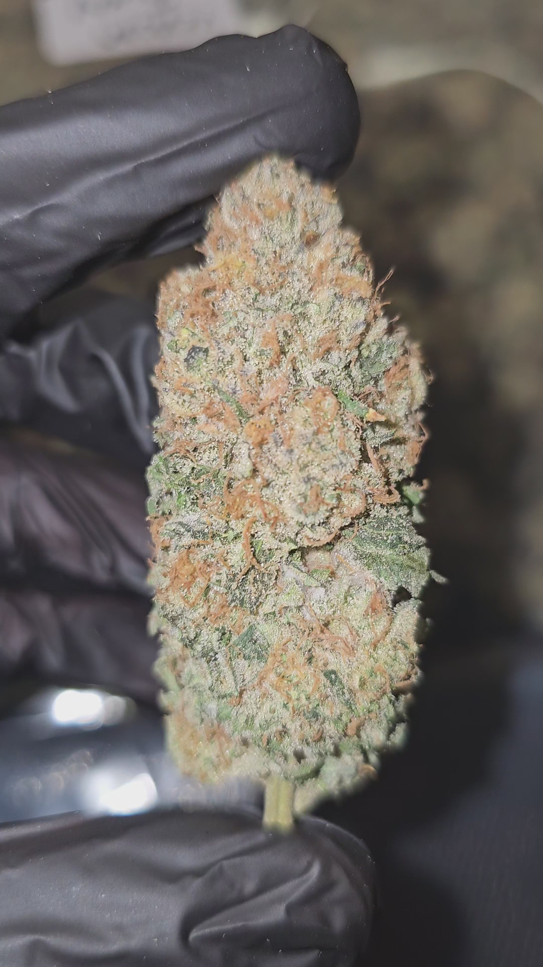 Load video: Venom Fury OG | First Cut Exotics | Flower | 31.92%