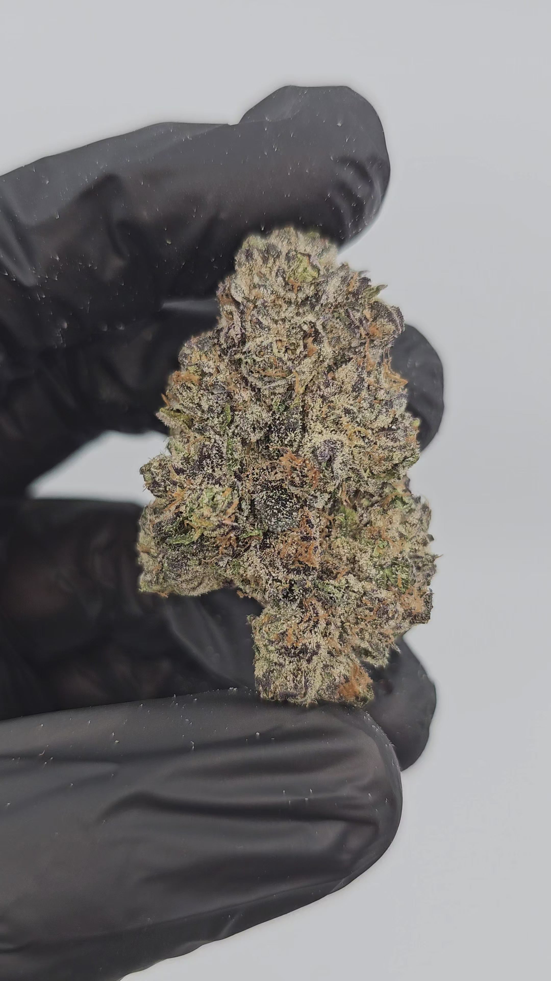 Load video: Insane Pound Cake | Boutique Exotics | Flower | On Sale