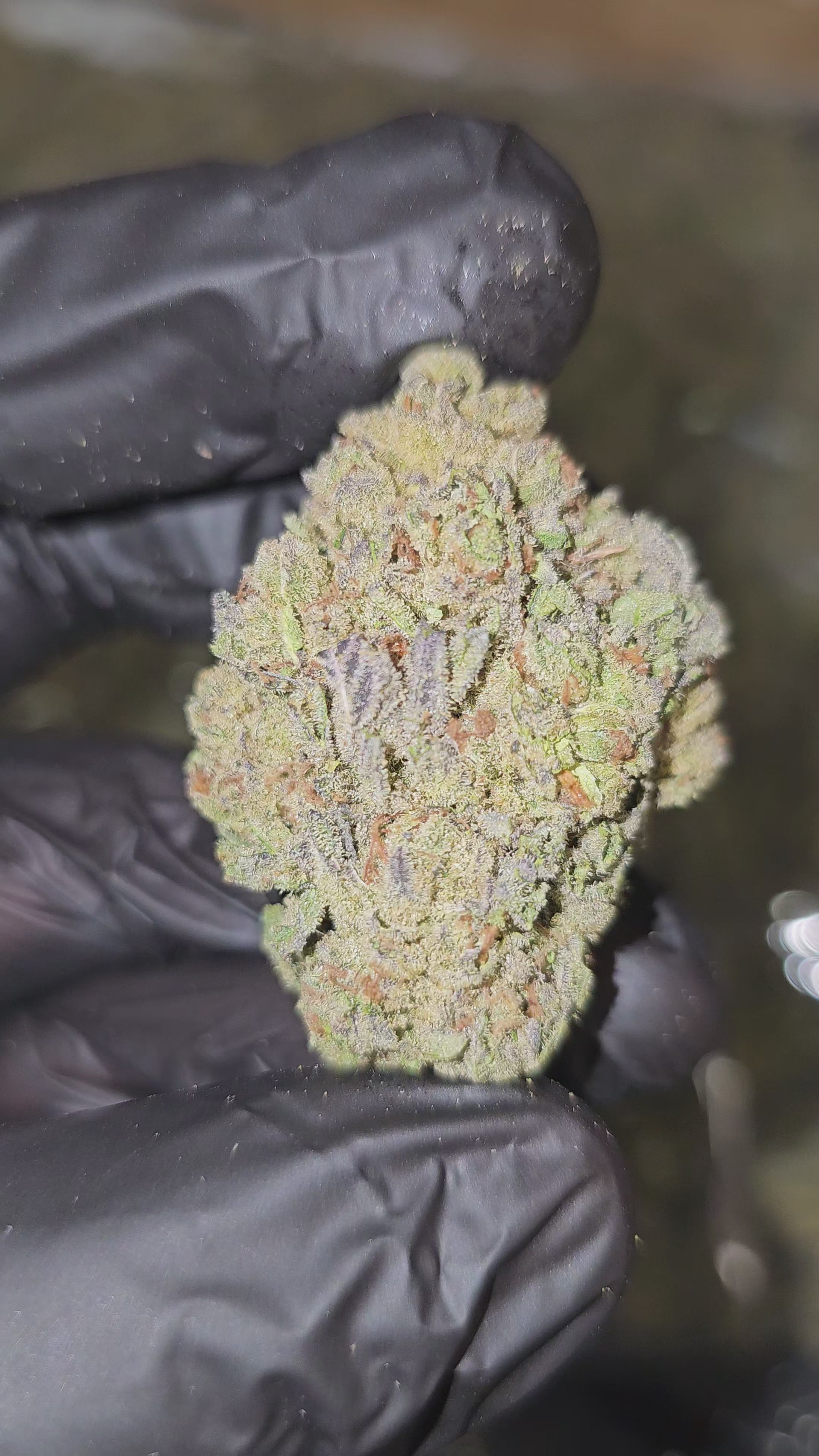 MAC Flurry | Top Shelf | 29% | Flower