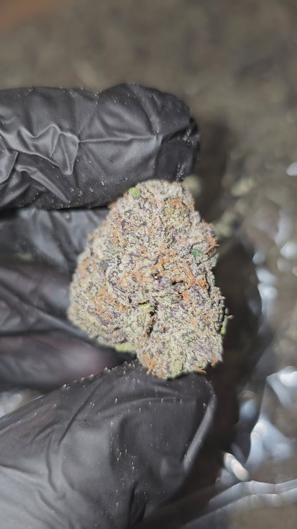 Blueberry Crumble | First Cut Exclusive | Flower