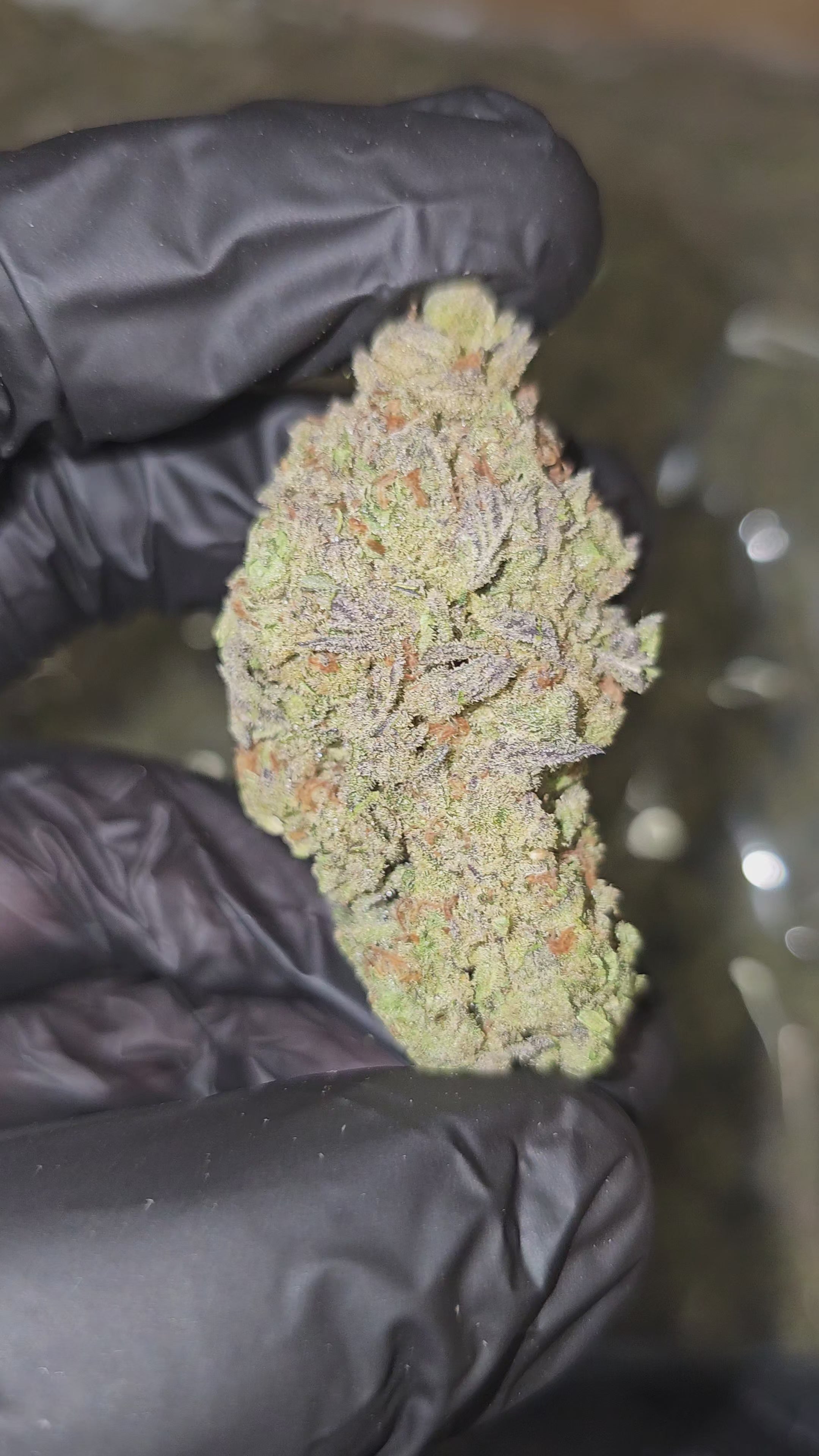 MAC Flurry | Top Shelf | 29% | Flower