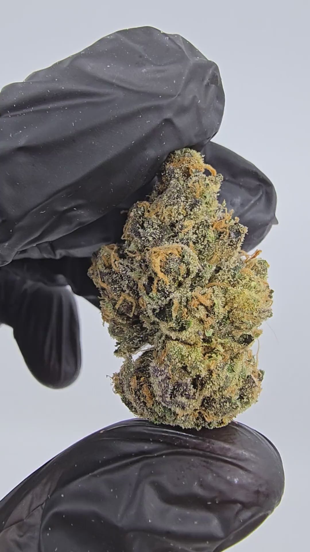 Load video: I-95 Cookiez | Boutique Tier | Flower | 14 Gram Pack