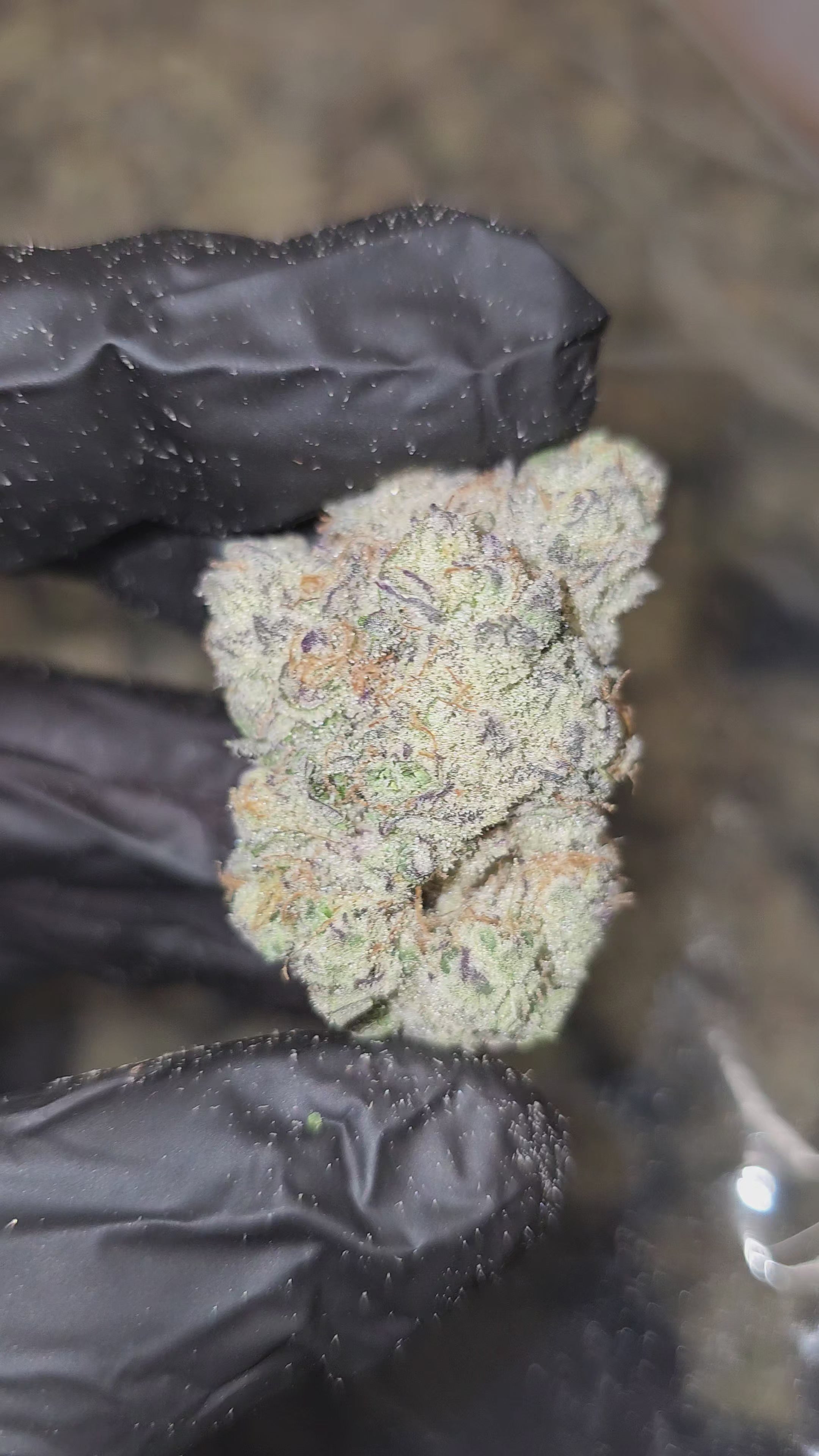 Diesel's Junky (Cap Junky) | First Cut Exotics | Flower