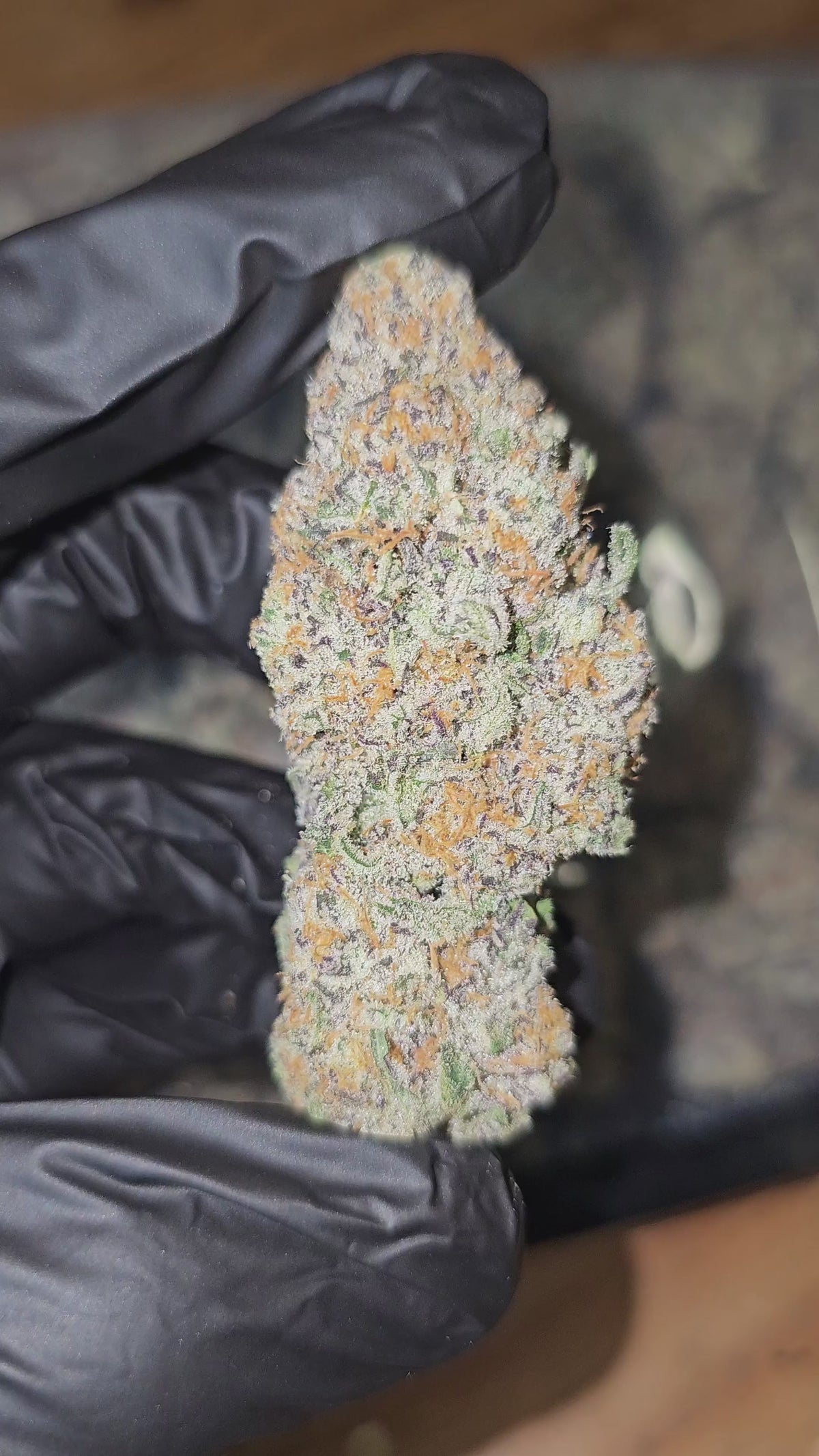 Load video: 9 Lions | First Cut Exotics | Flower