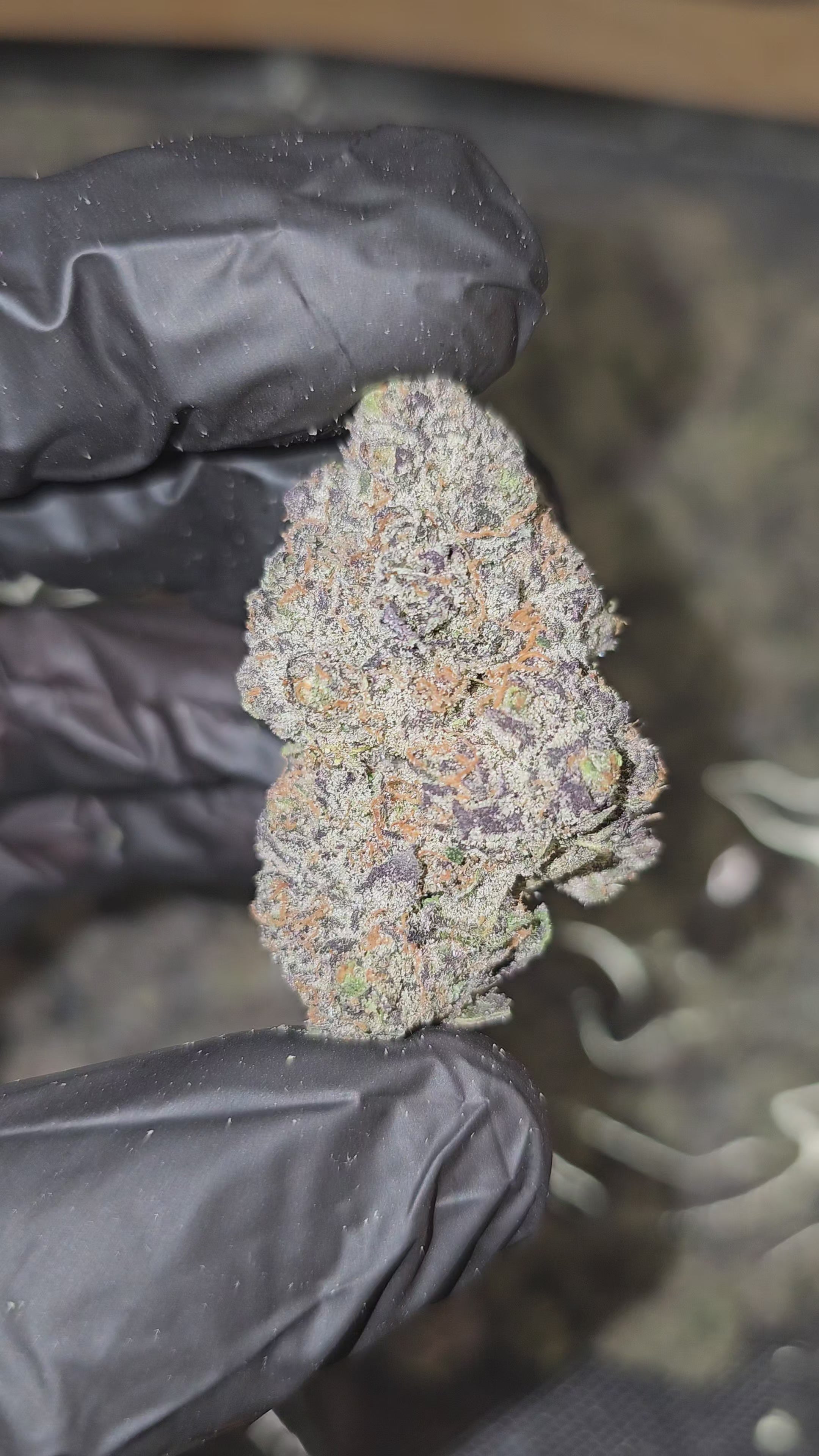 Load video: White Runtz | Boutique Exotics | Flower