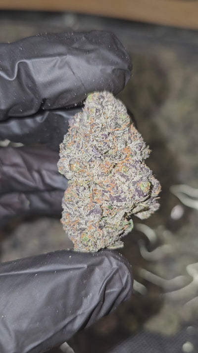 White Runtz | Boutique Exotics | Flower