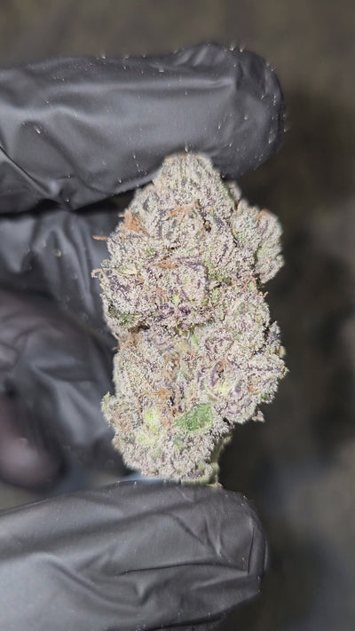 Gelato | First Cut Exotics | Flower