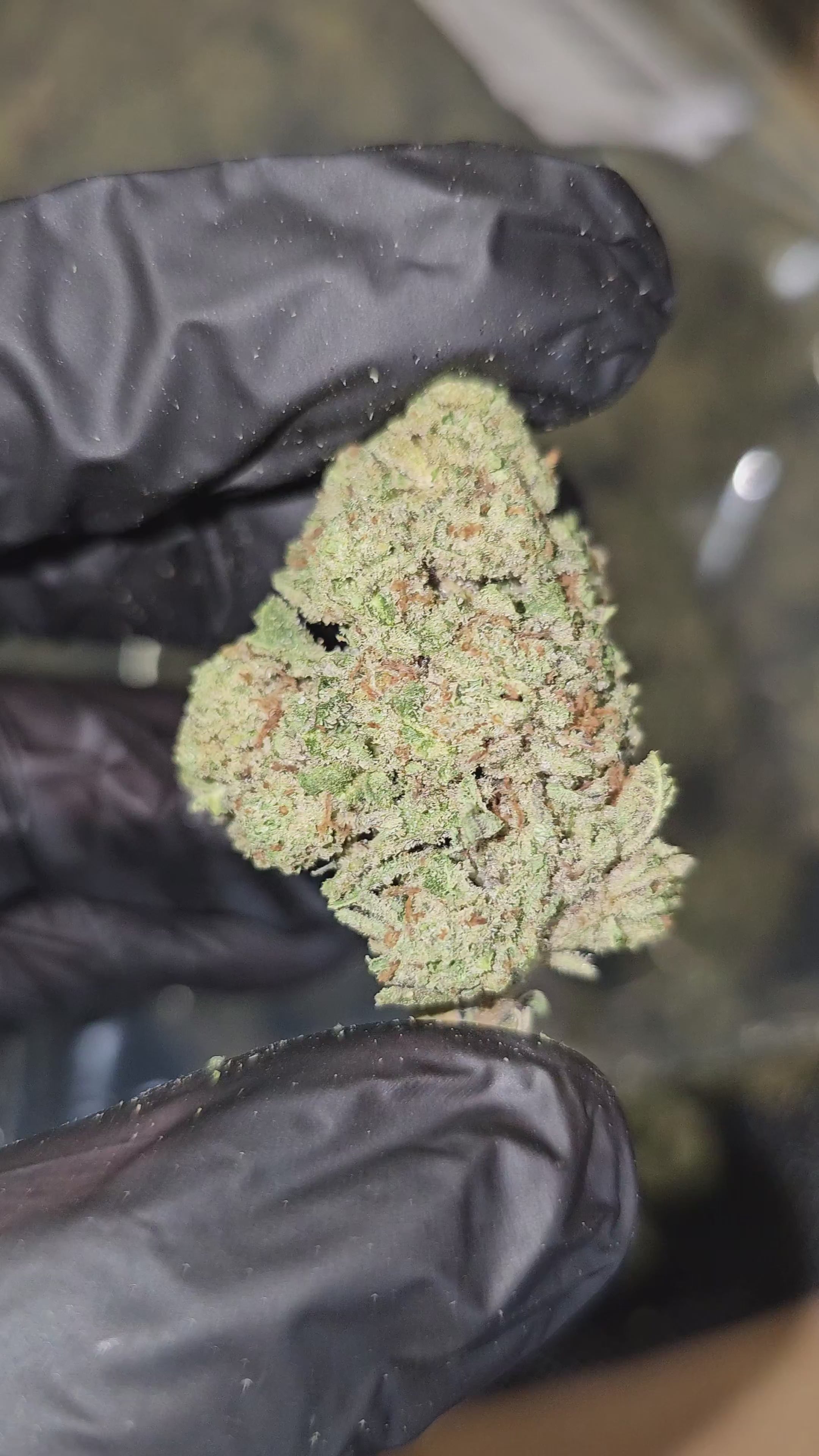 Lemonatti | Top Shelf | Flower | On Sale