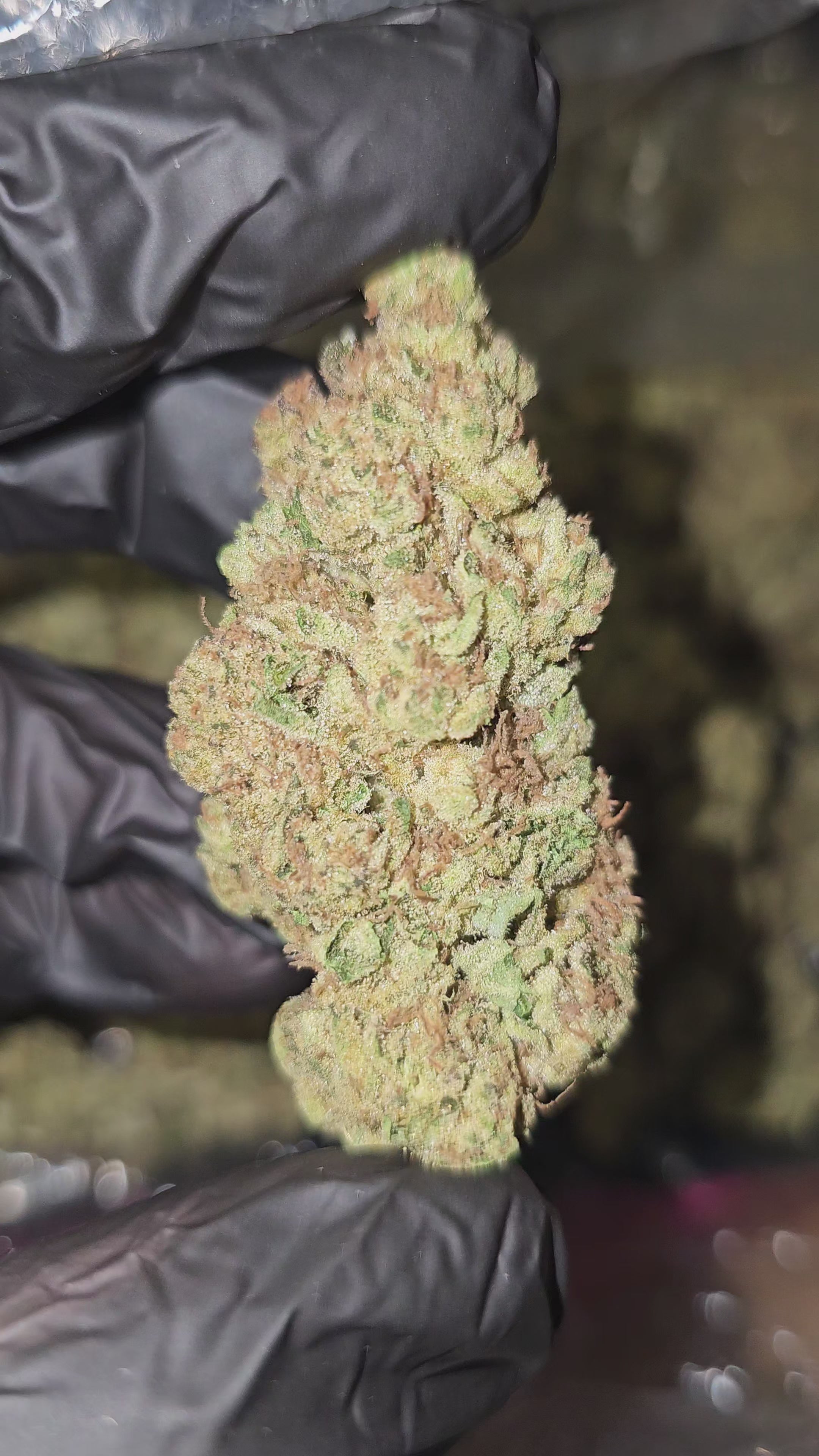 Zeus OG | Top Shelf | Flower