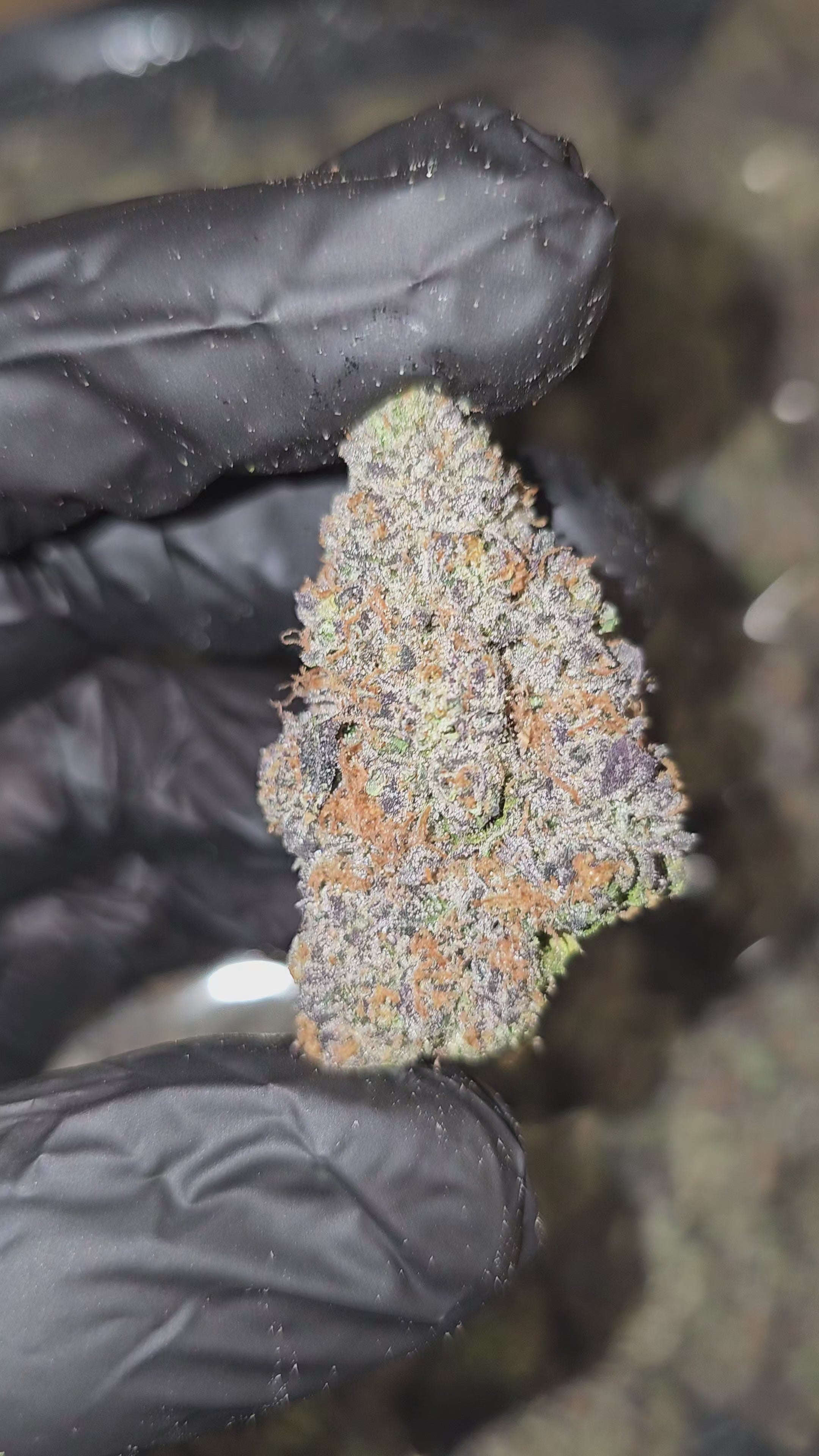 Candy Land | Boutique Exotics | 32% | Flower