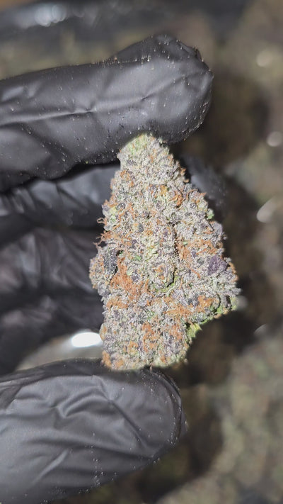 Candy Land | Boutique Exotics | 32% | Flower