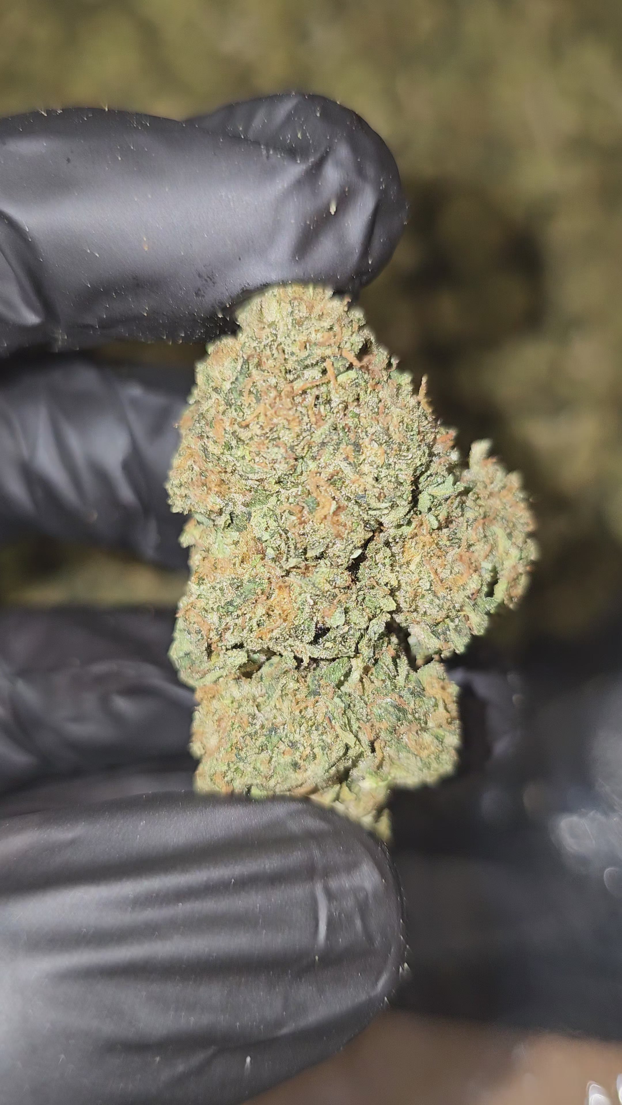 Red Bread | Top Shelf | Flower | On Sale