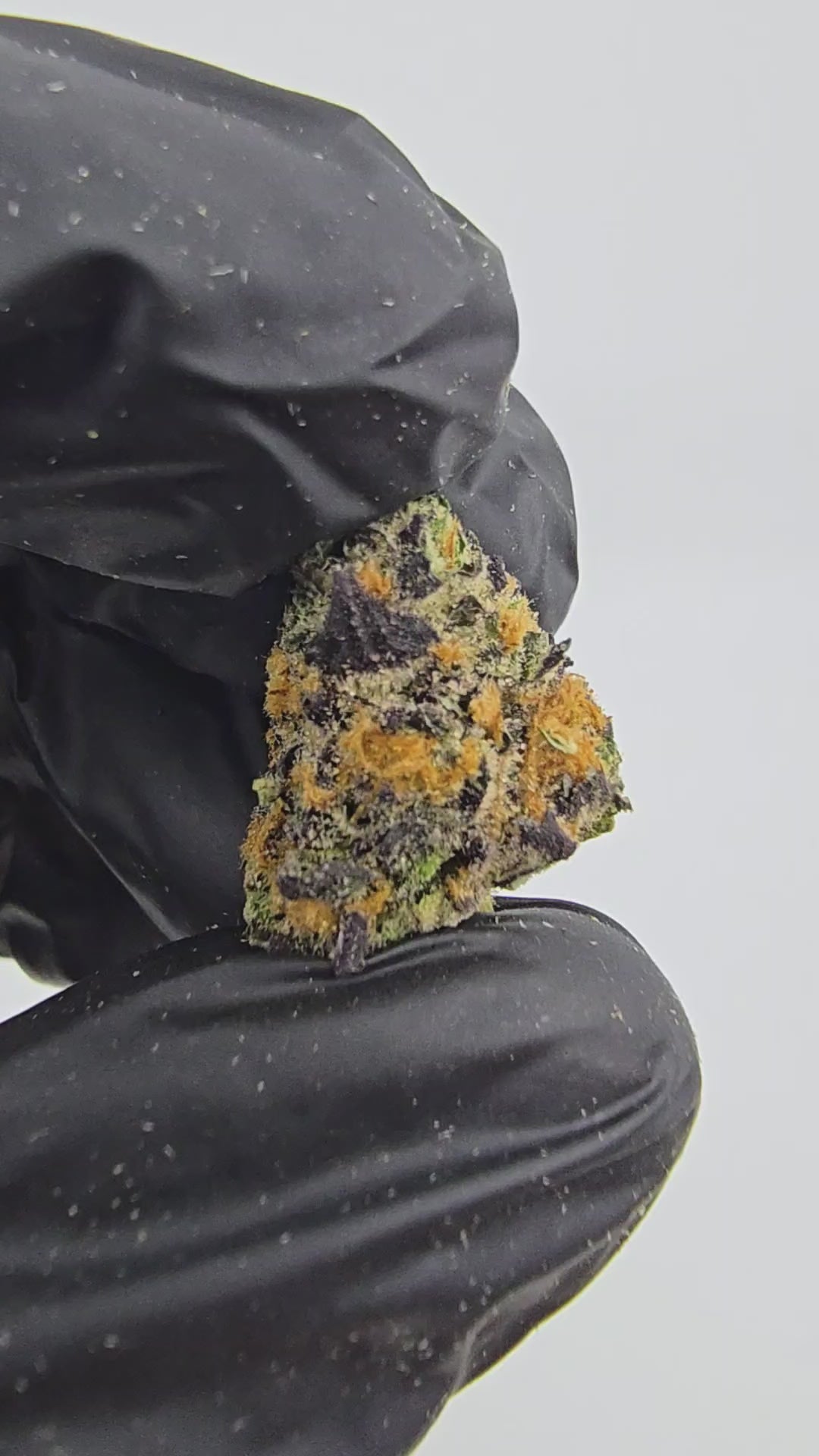 Load video: Cadillac Rainbow | "Medium Buds" | Boutique Exotics | Flower | ON SALE