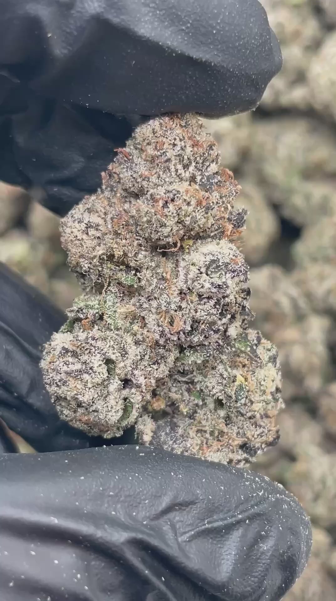 Load video: Pie Zookiez | First Cut Exclusive | Flower
