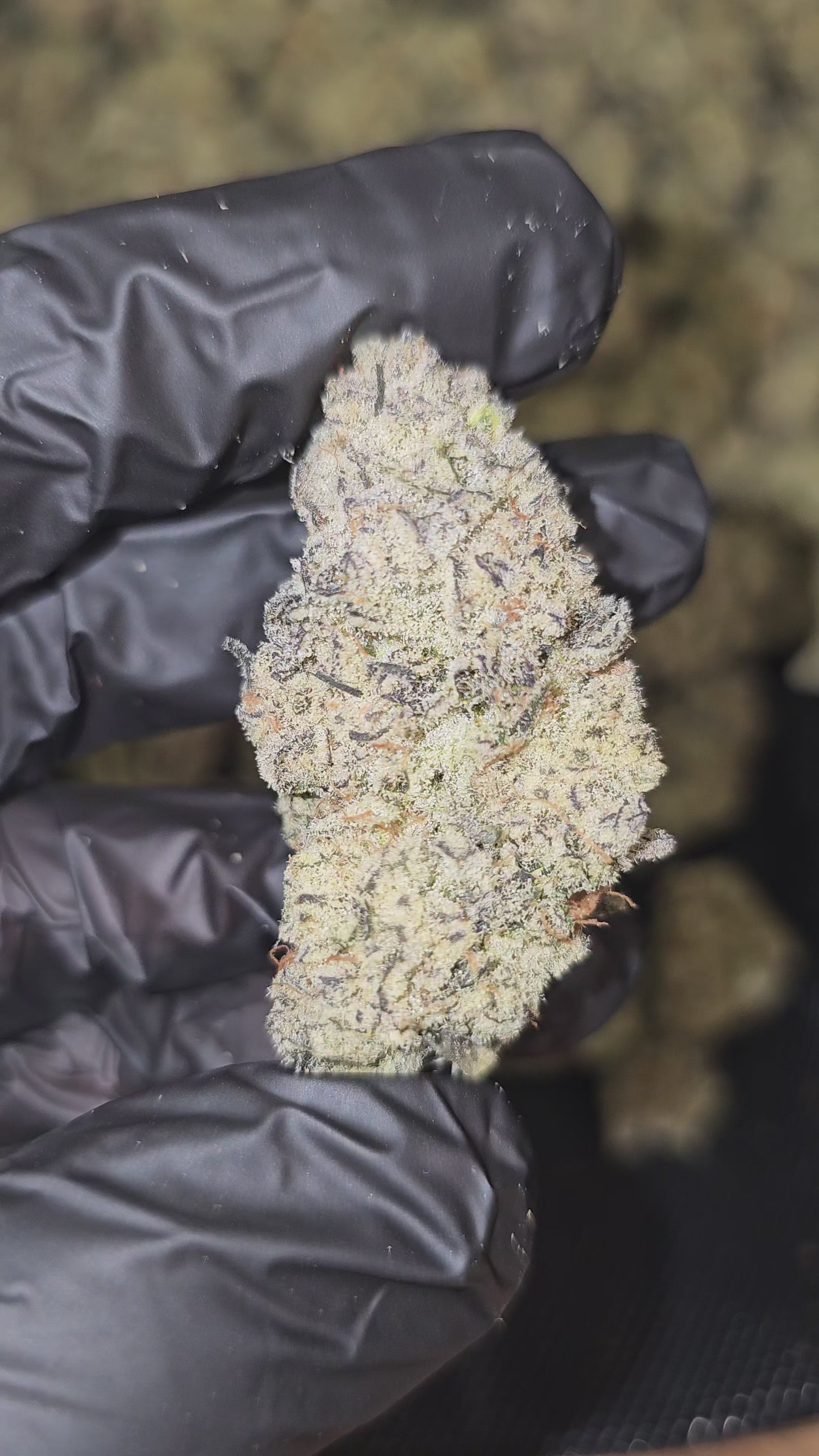 Load video: Modified Skunk | First Cut Exotics | Flower