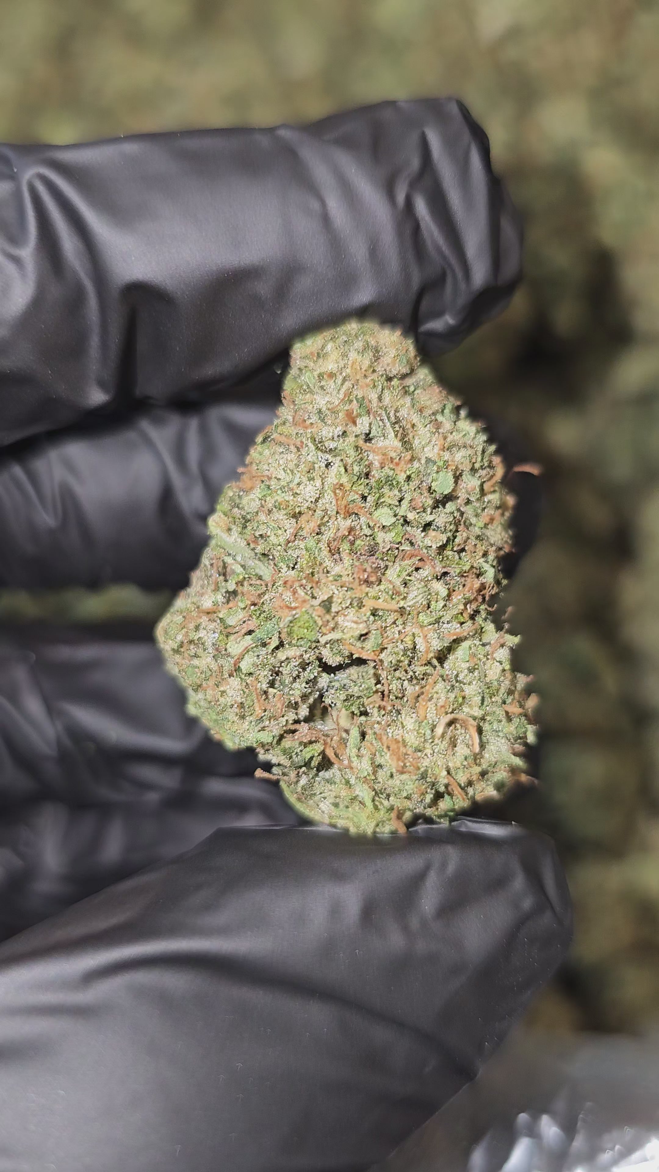 Alien Banana OG | Top Shelf | Flower | ON SALE