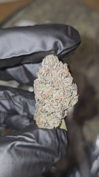 Zelato | First Cut Exotics | Flower | On Sale