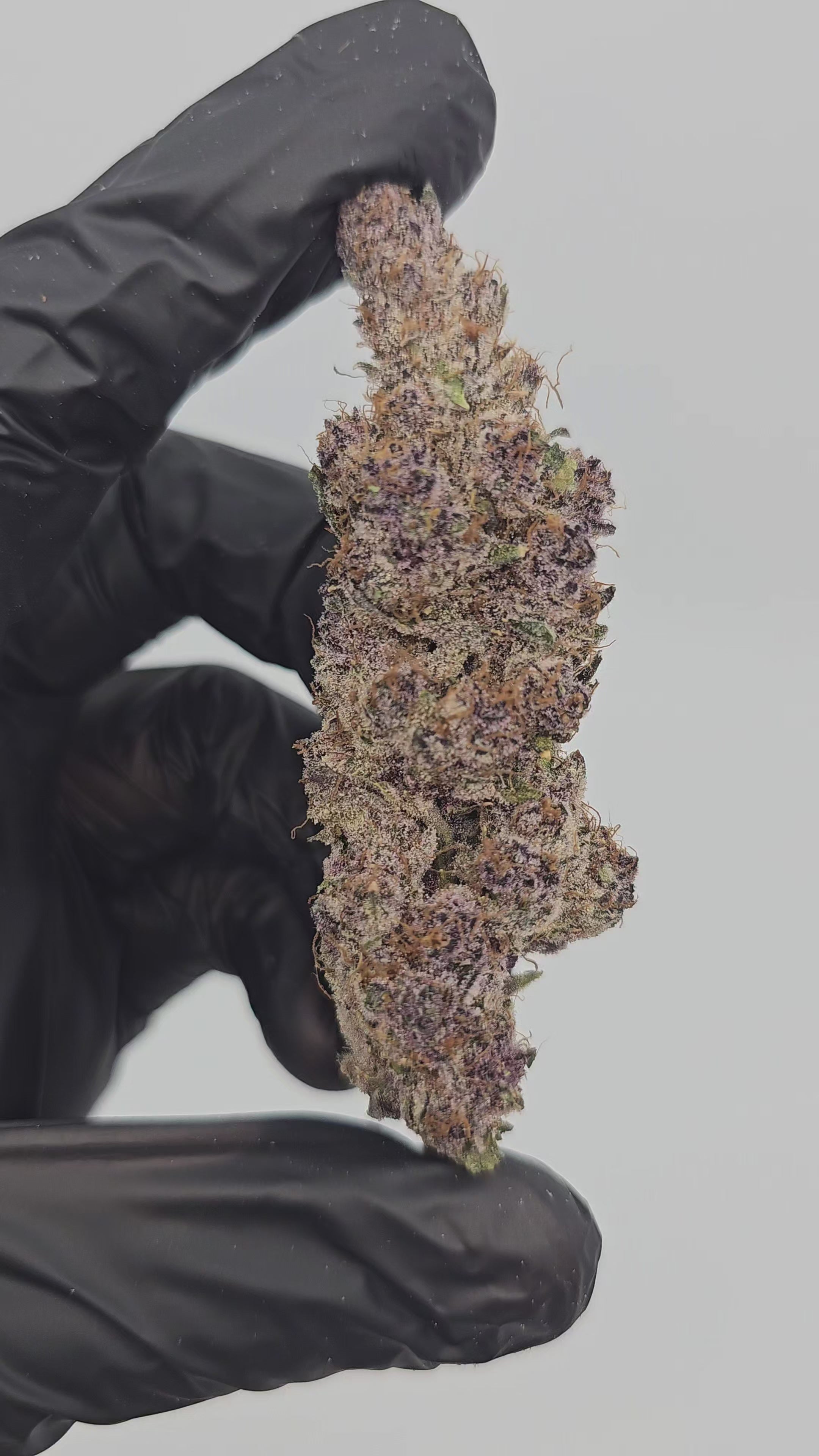 Tropicana Cherry | First Cut Exotics | Flower | ON SALE