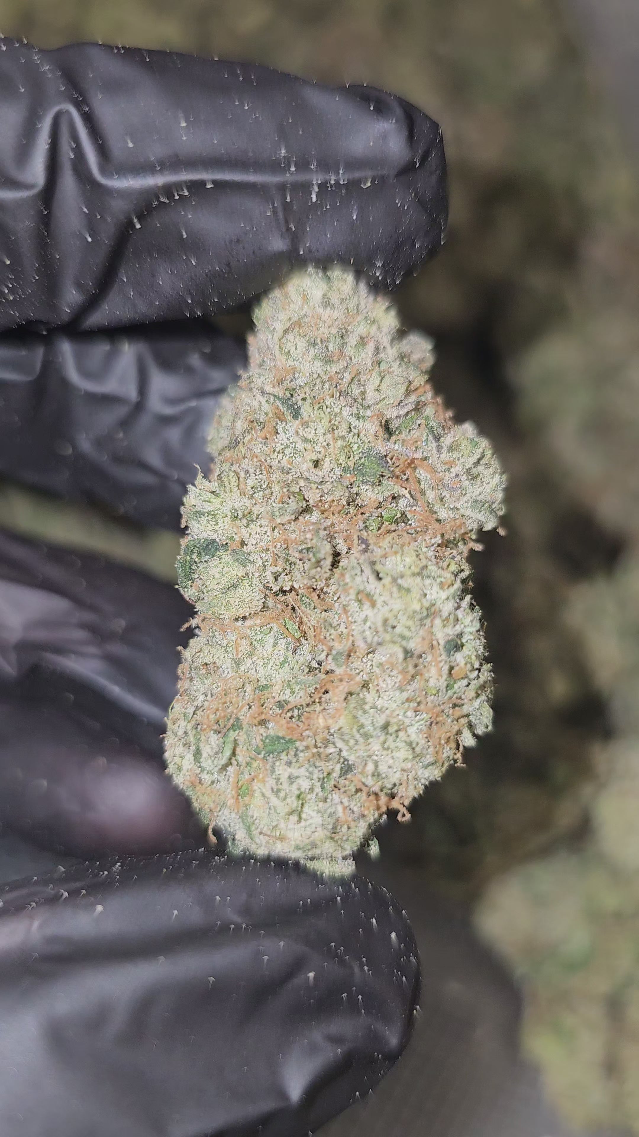 Brain Wash | Boutique Exotics | 32% | Flower | On Sale