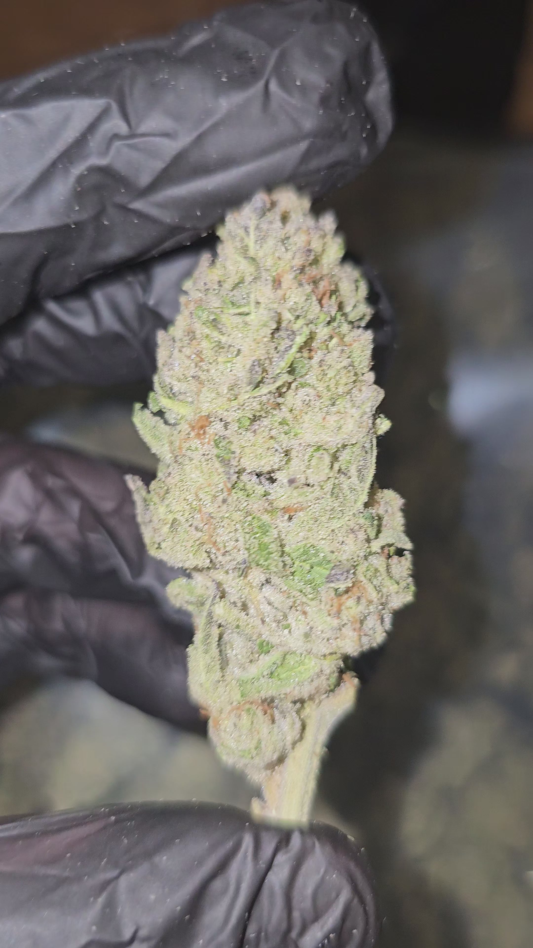 Punch Breath | Top Shelf | Flower