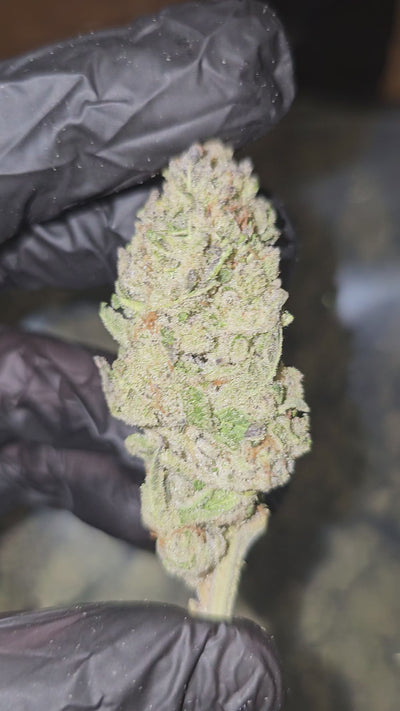 Punch Breath | Top Shelf | Flower