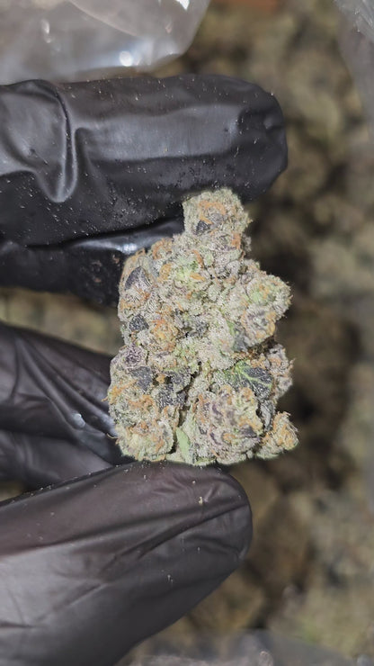 London Jealousy | Boutique Exotics | Flower