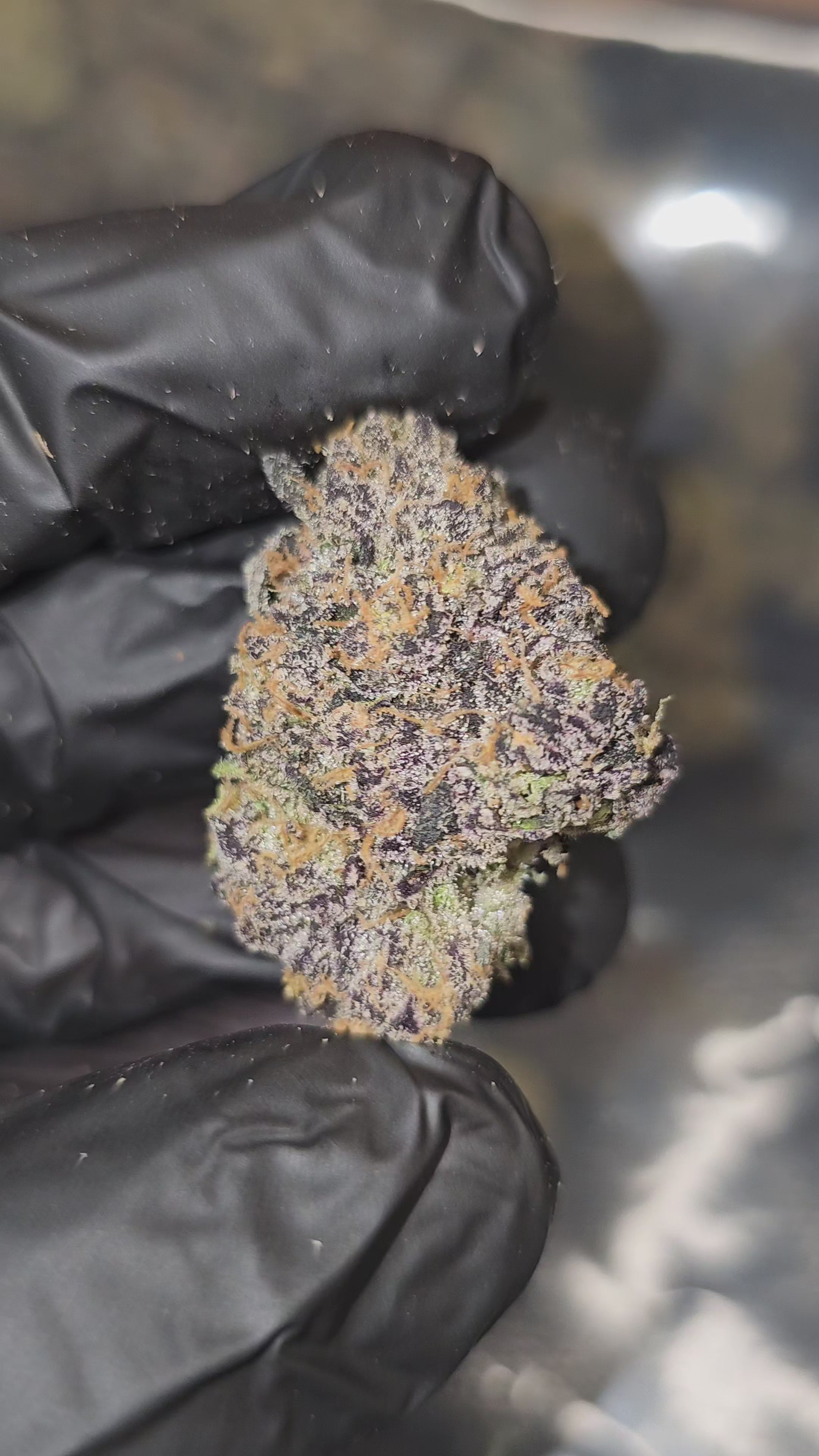 Blue Sharpiez | First Cut Exclusive | Flower