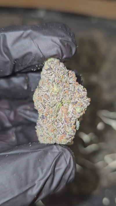 White Runtz | Boutique Exotics | Flower