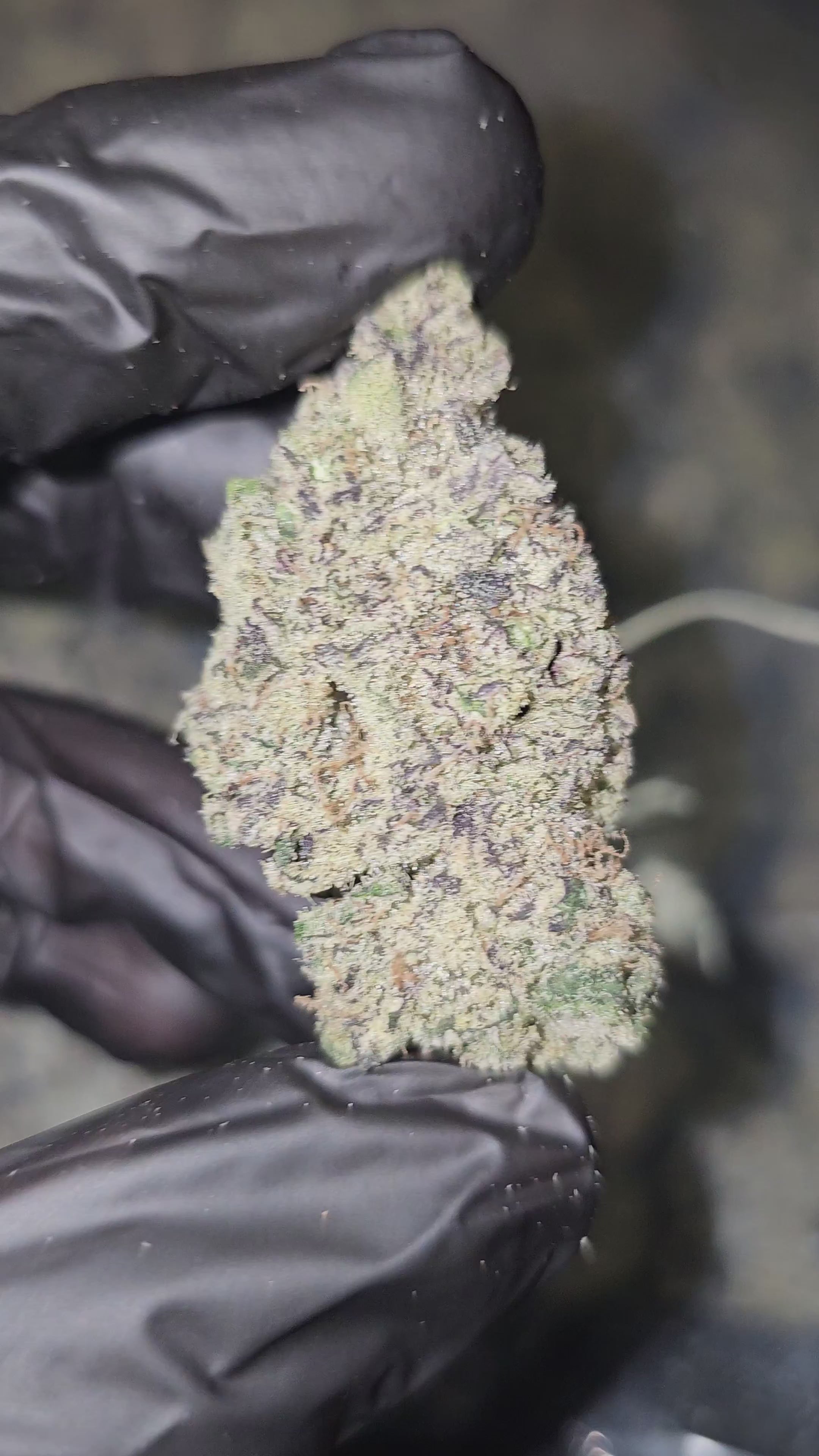 Blue Shamu | First Cut Exotics | 33% | Flower