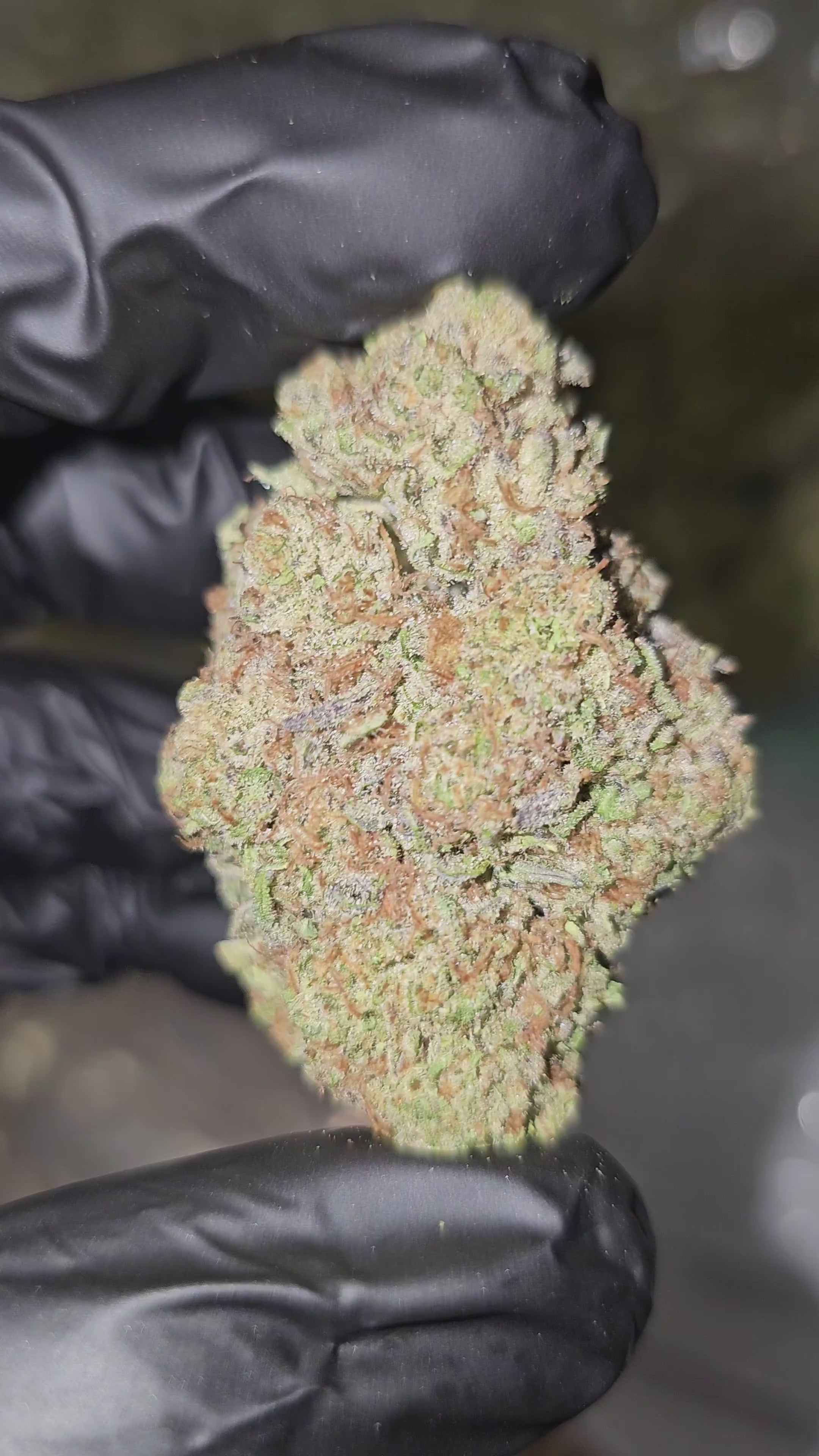 GMO Fasho | Top Shelf | 31% | Flower