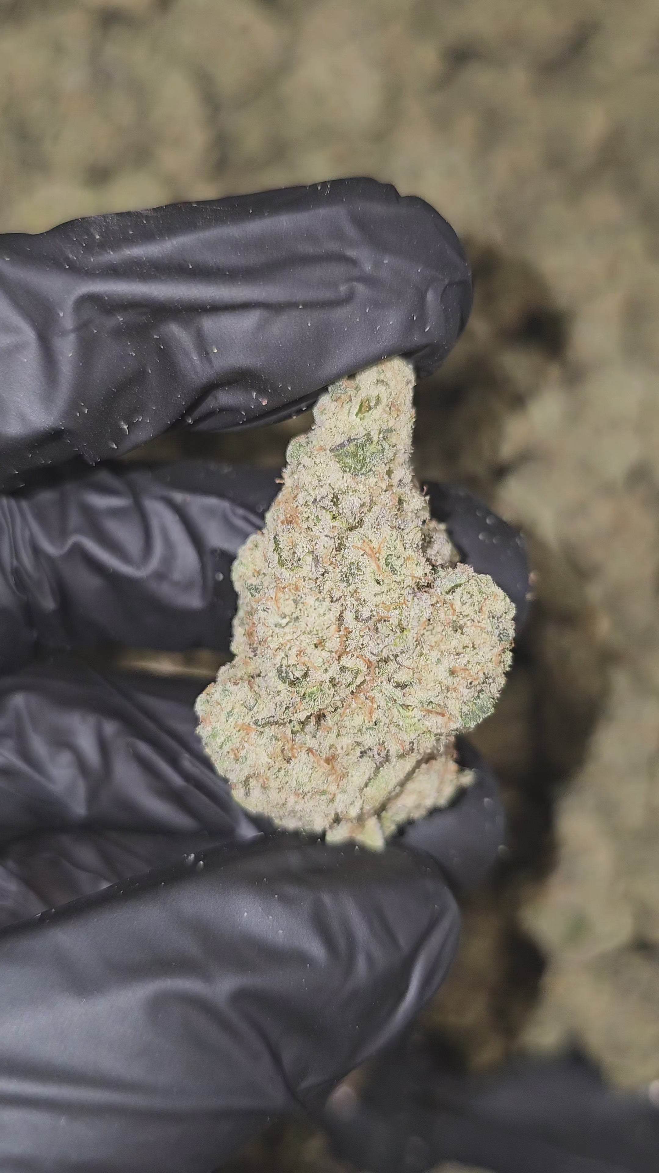 Load video: Cap Junky | Boutique Tier | Flower
