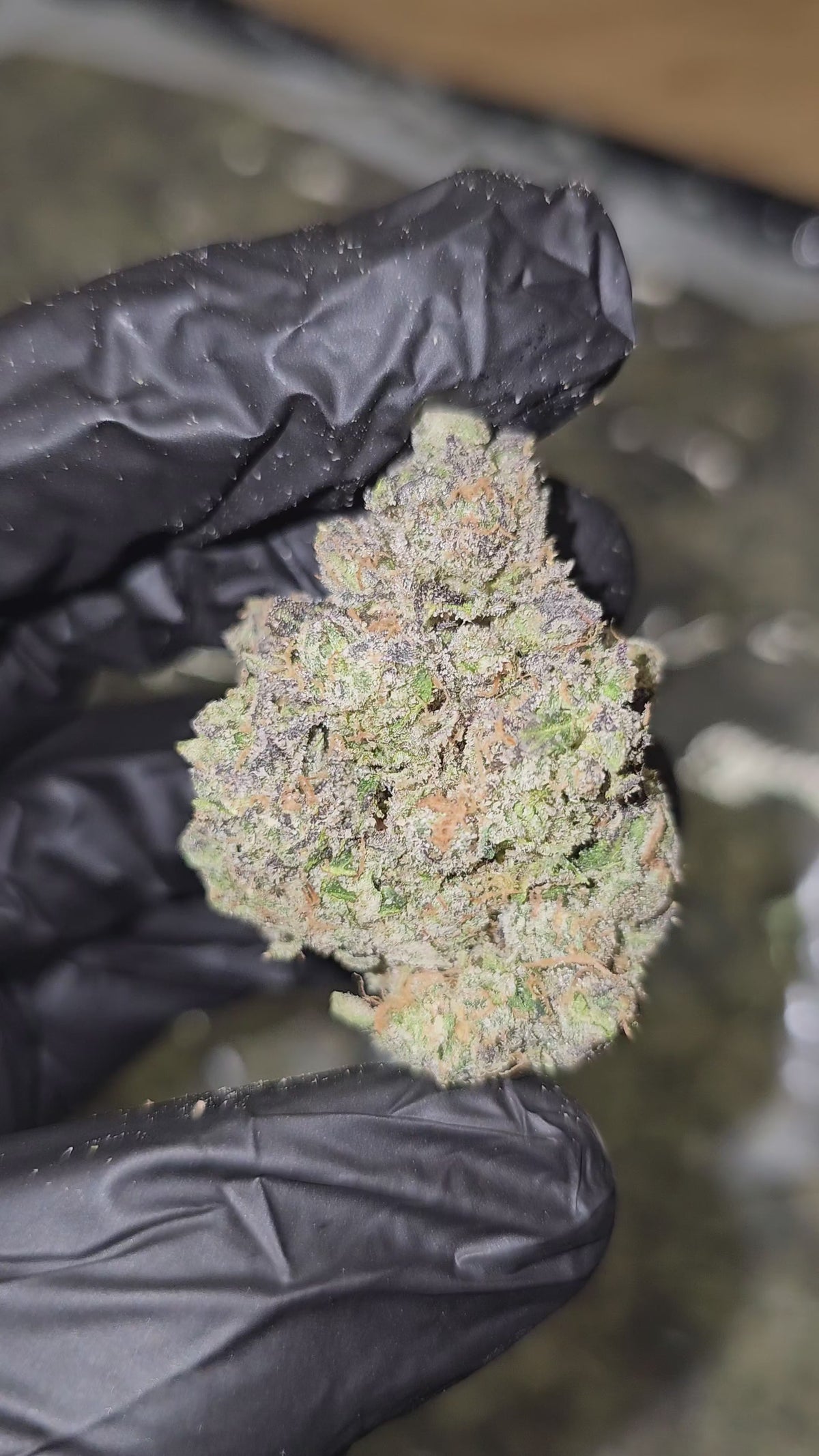 Toad Venom | First Cut Exotics | Flower