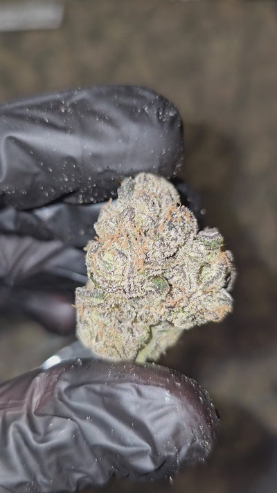 Biscotti | First Cut Exotics | Flower