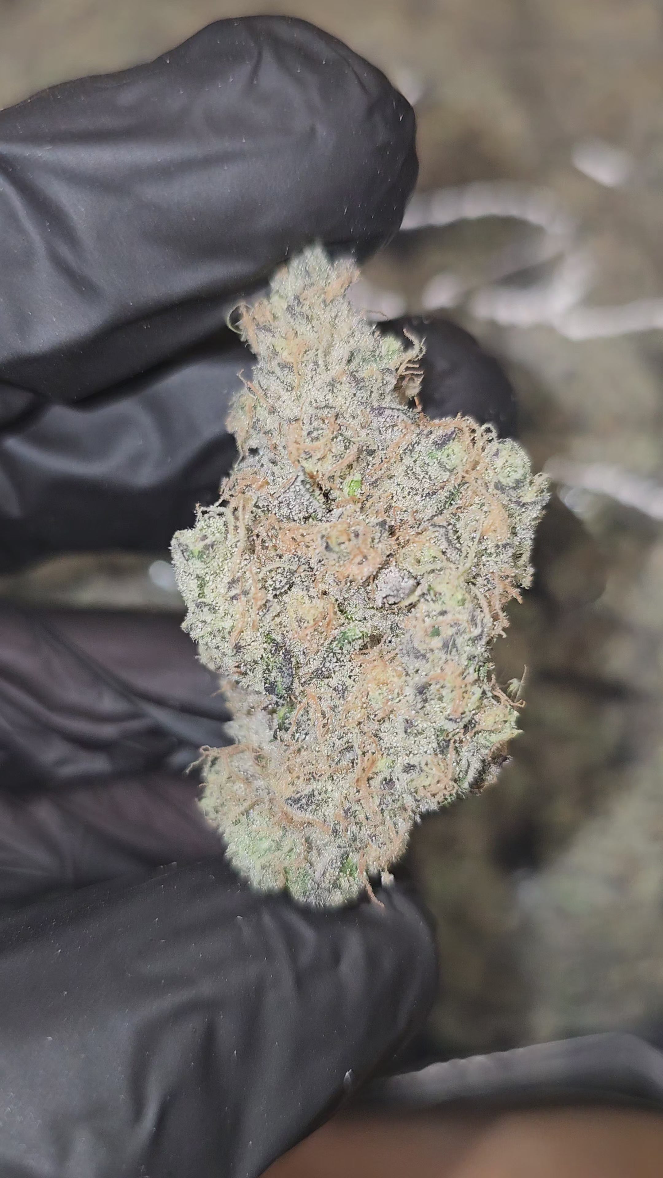 Load video: Yellow Zushi | First Cut Exotics | Flower | 30.32%