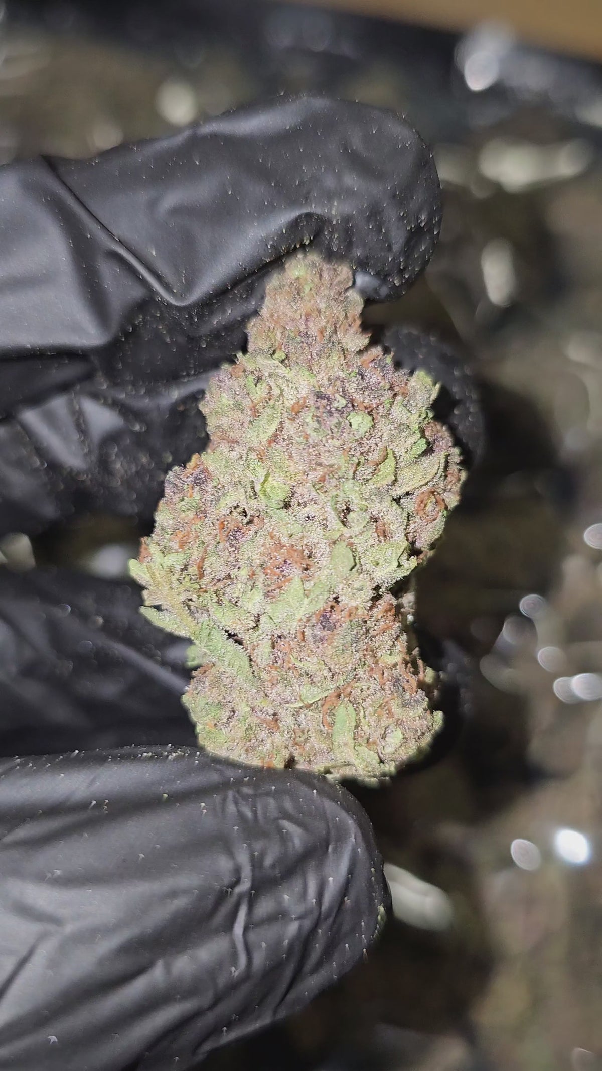 Trop Cherry | Top Shelf Flower 32% | On Sale