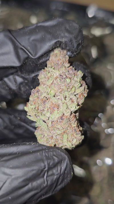 Trop Cherry | Top Shelf Flower 32% | On Sale