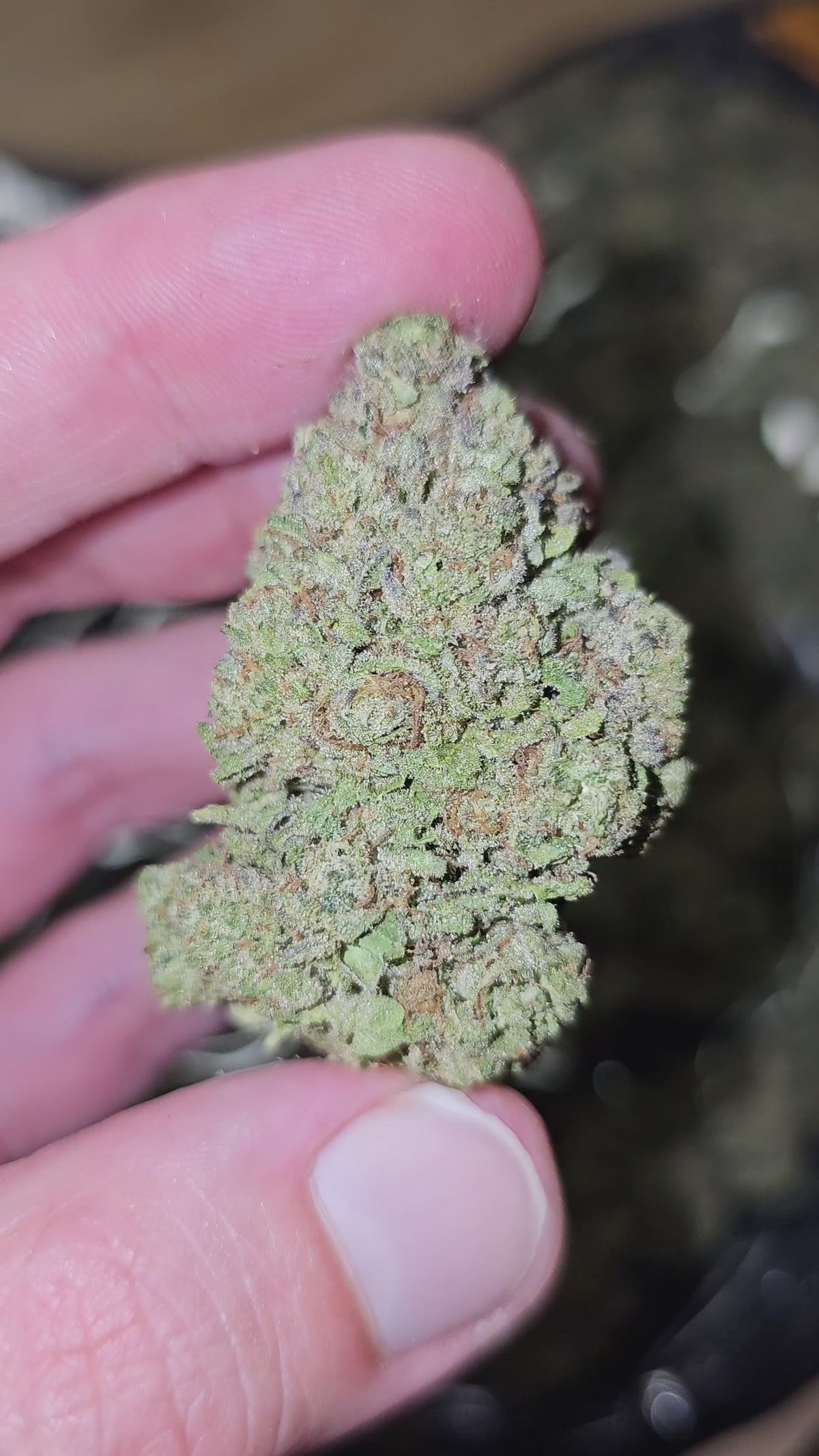 Orange Sunrise | Top Shelf Flower | On Sale