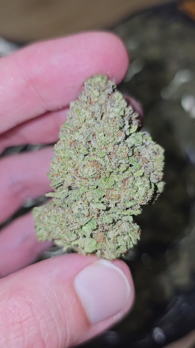 Orange Sunrise | Top Shelf Flower | On Sale