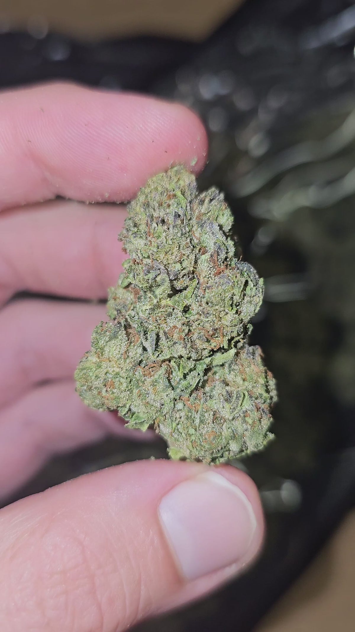 Bubblegum x Jelly Face | Top Shelf Flower | On Sale