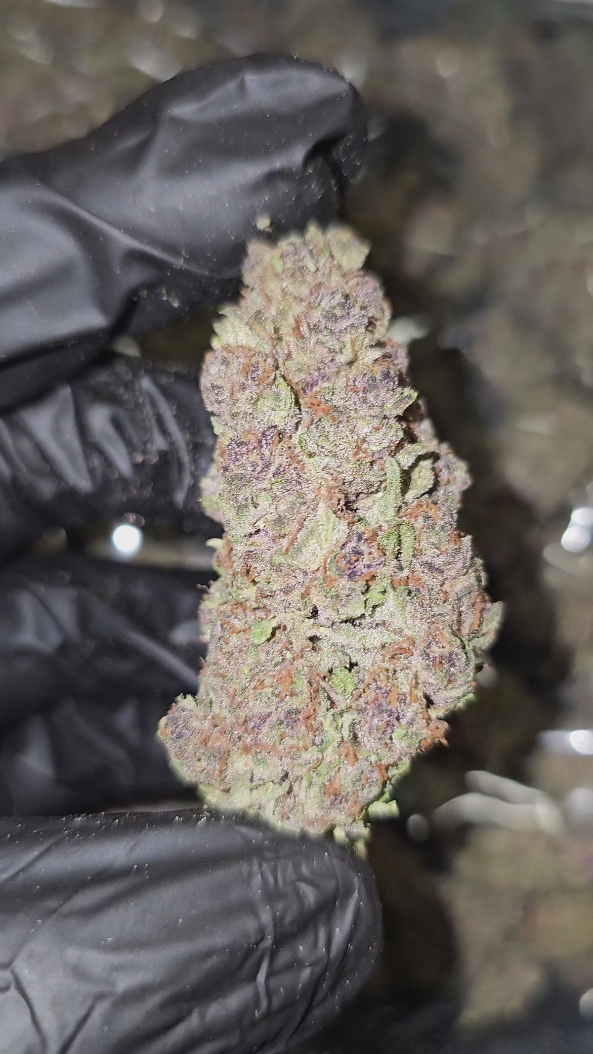 Trop Cherry | Top Shelf Flower 32% | On Sale