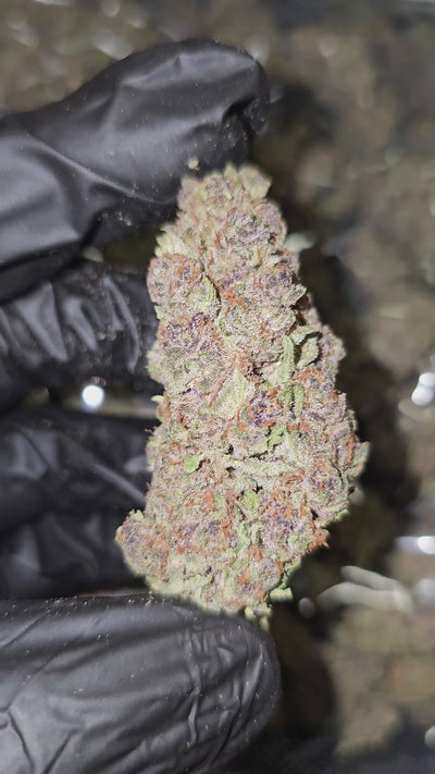 Trop Cherry | Top Shelf Flower 32% | On Sale