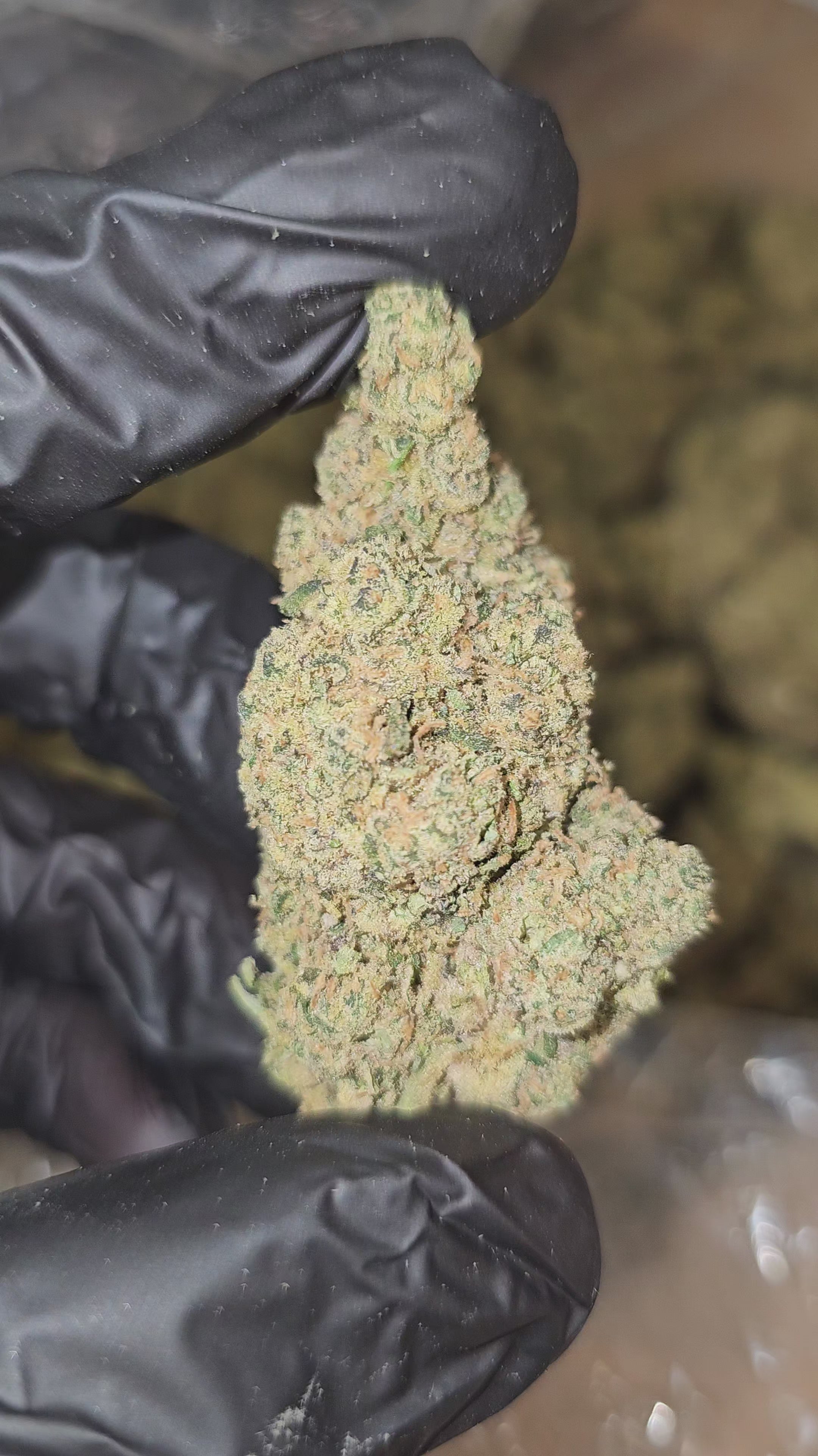 Load video: Gas Tanker | Top Shelf | Flower