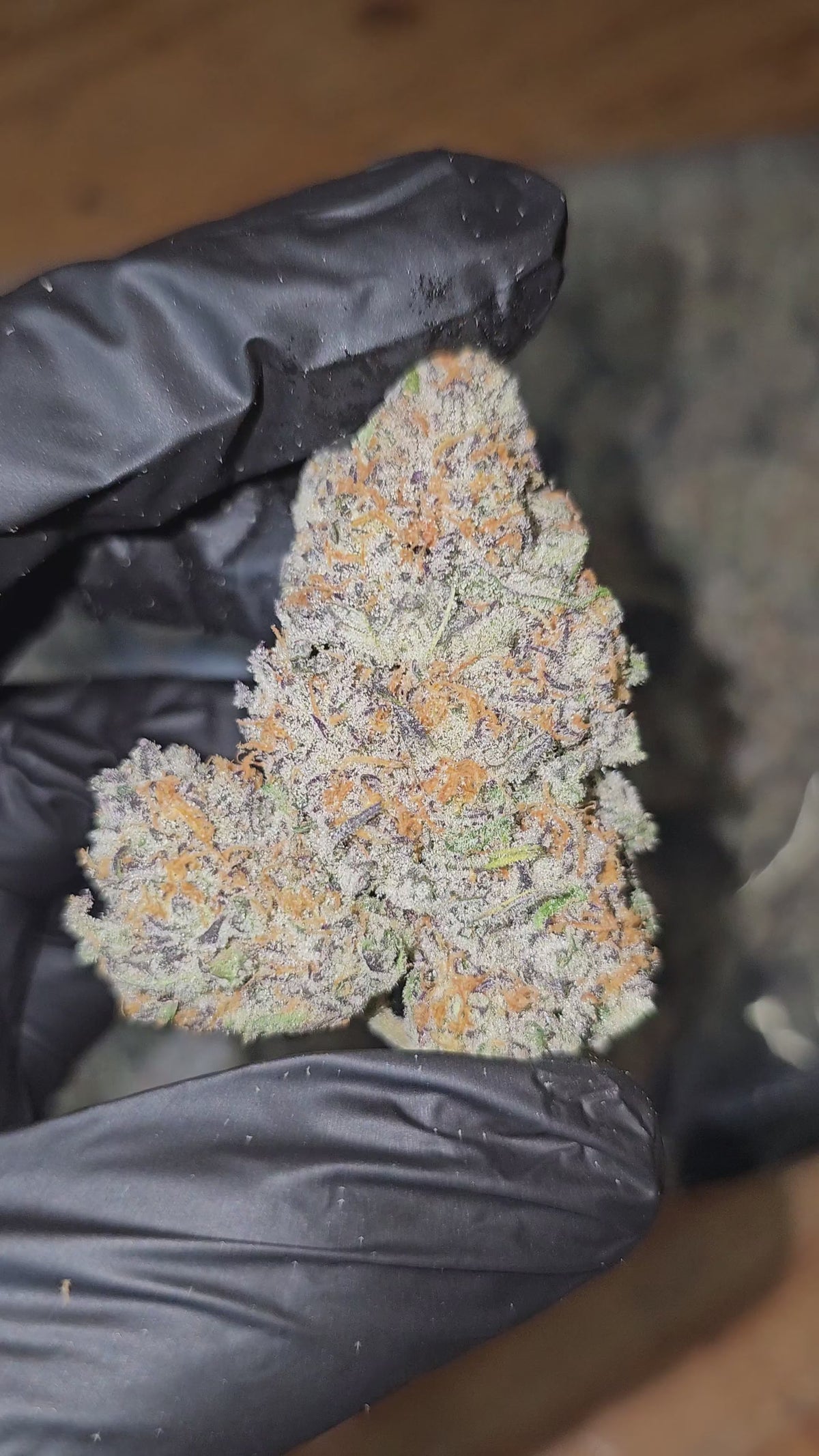 9 Lions | First Cut Exotics | Flower