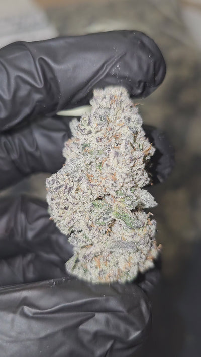White Cherry x Halle Berry | First Cut Exotics | Flower | 36.30%