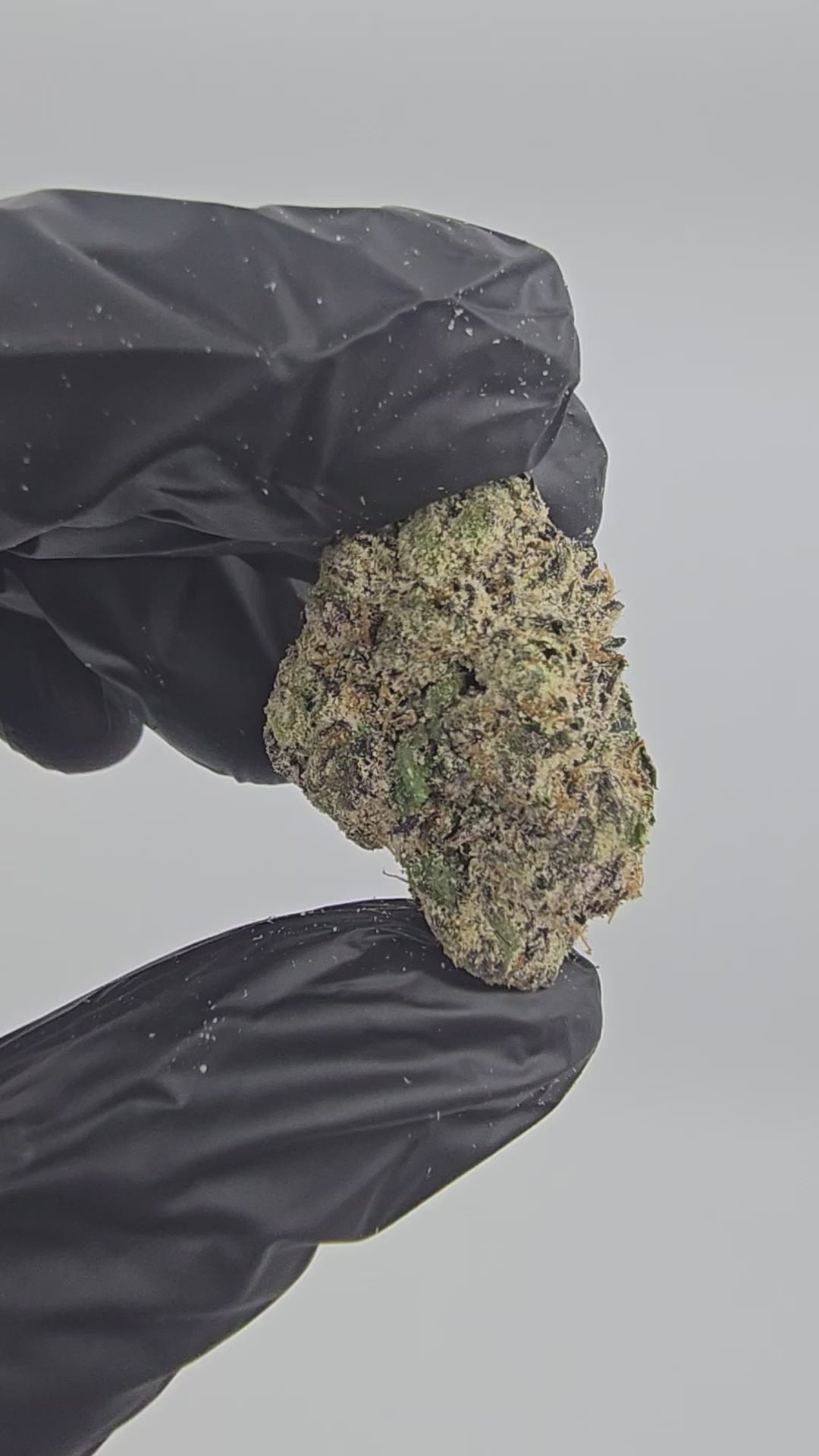 Blood Diamond | First Cut Exotics | Flower